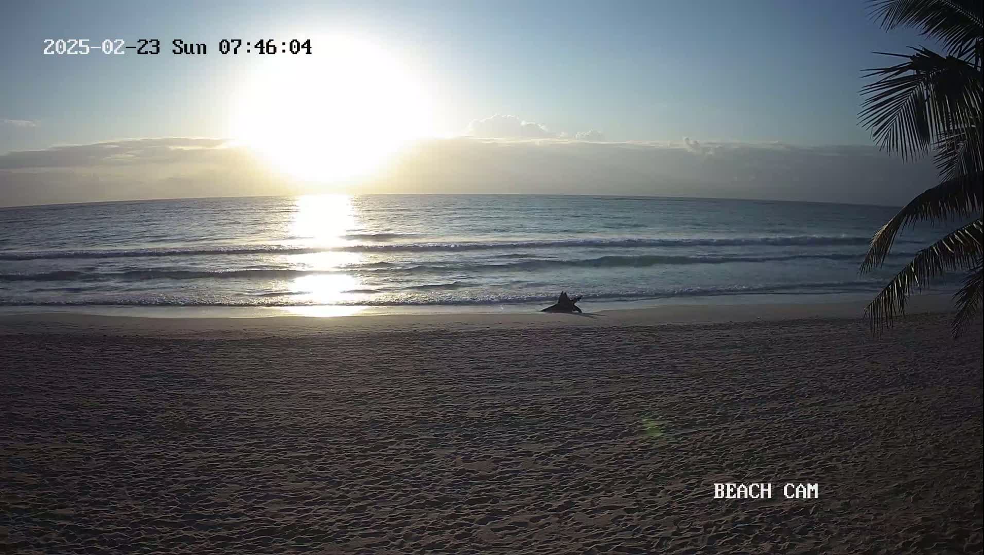 A sandy beach at sunrise shows a calm ocean with small waves, a dark object on the shore, and a palm tree in the lower right corner.