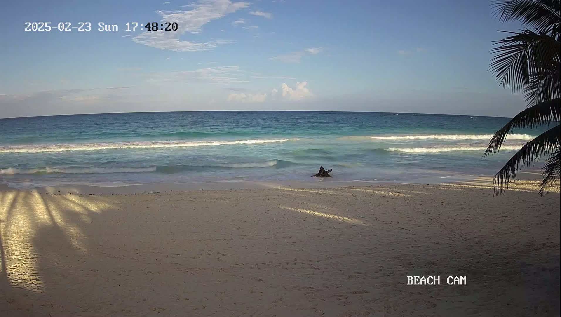 A sandy beach with gentle waves and a partially visible palm tree under a mostly clear sky.