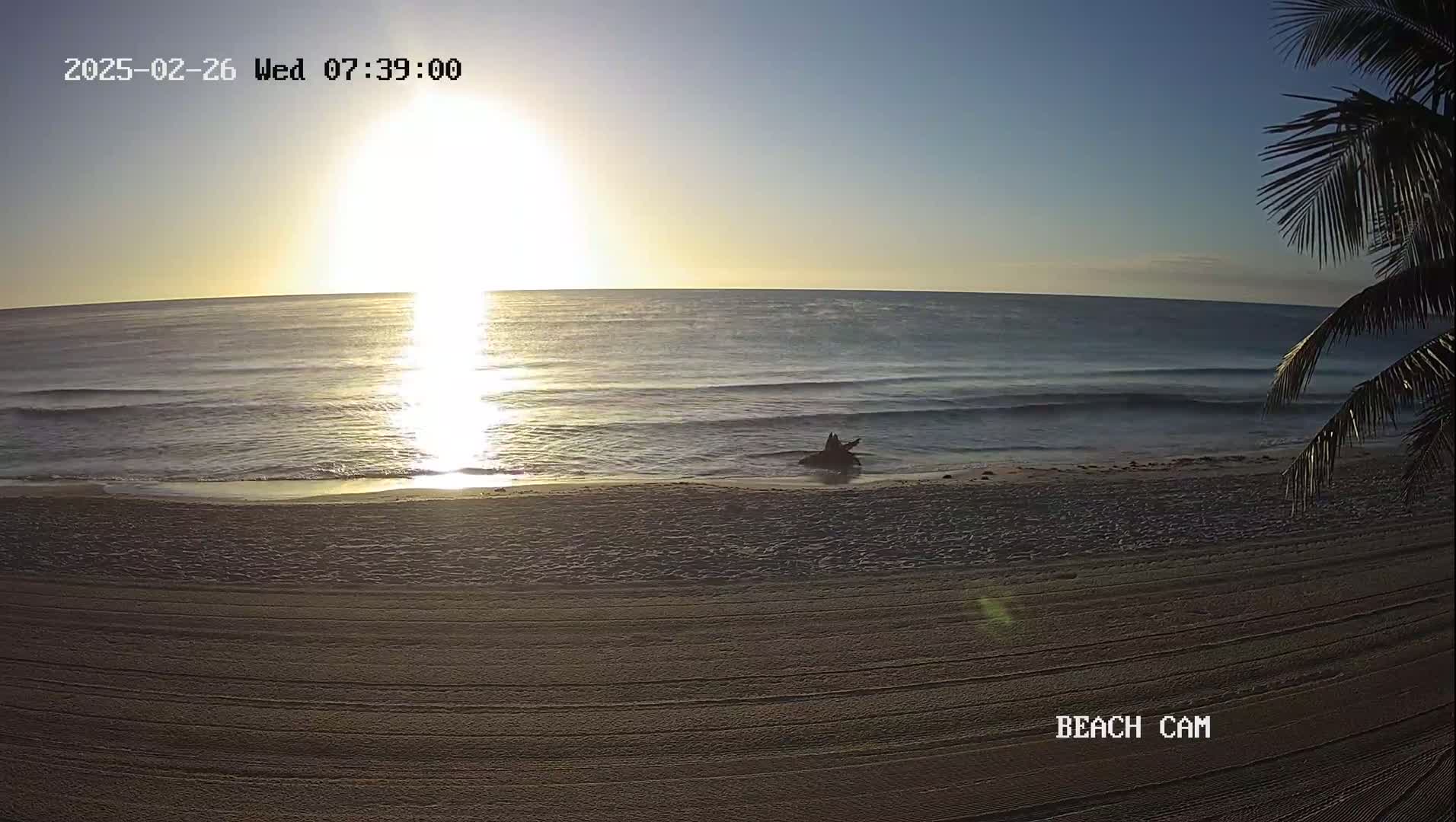 A sandy beach at sunrise with calm waves and a piece of driftwood on the shore, partially obscured by palm fronds in the foreground.