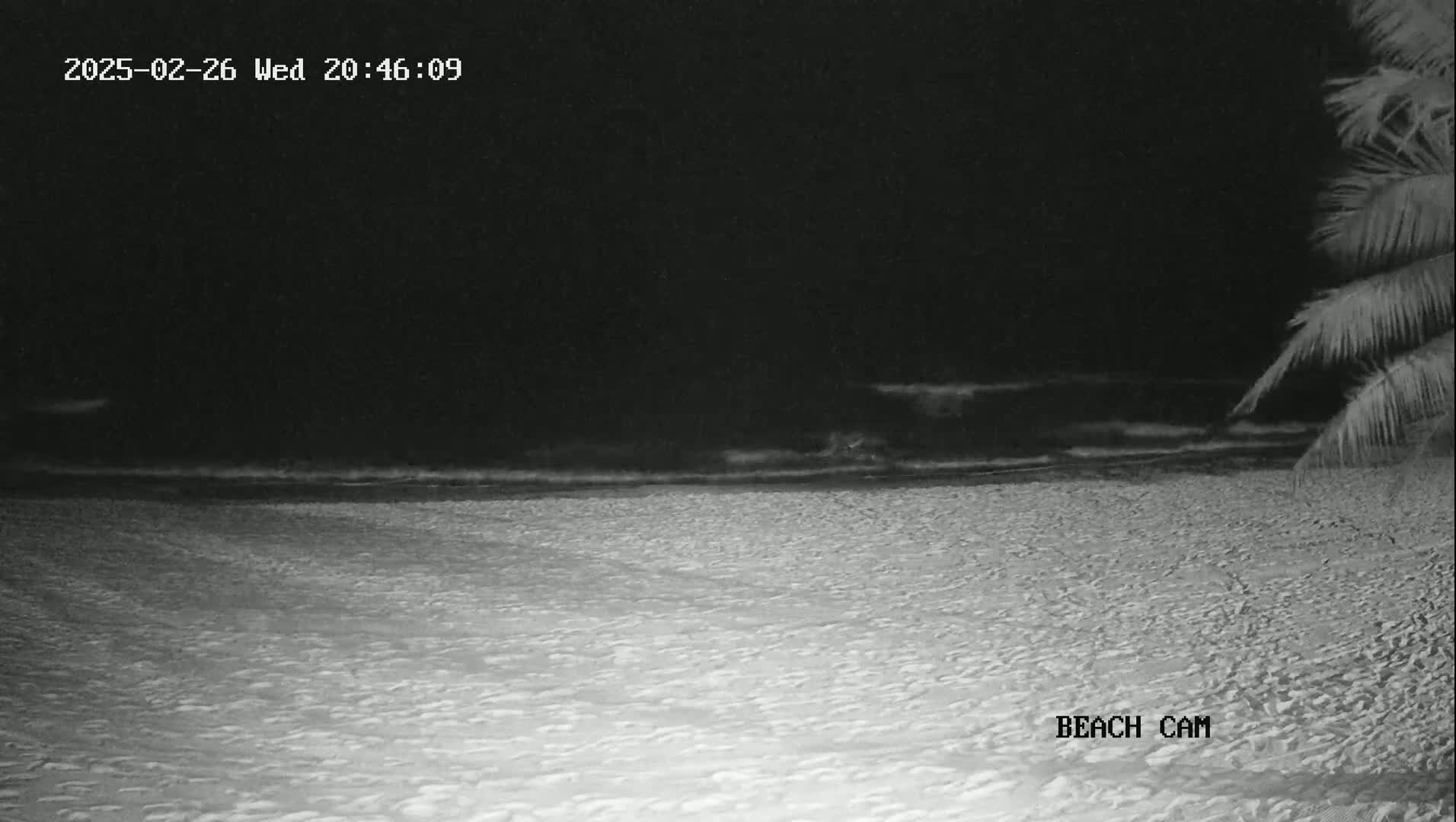 A dark, sandy beach is visible at night, with gentle waves lapping the shore under a clear, dark sky; part of a palm tree is seen in the lower right corner.