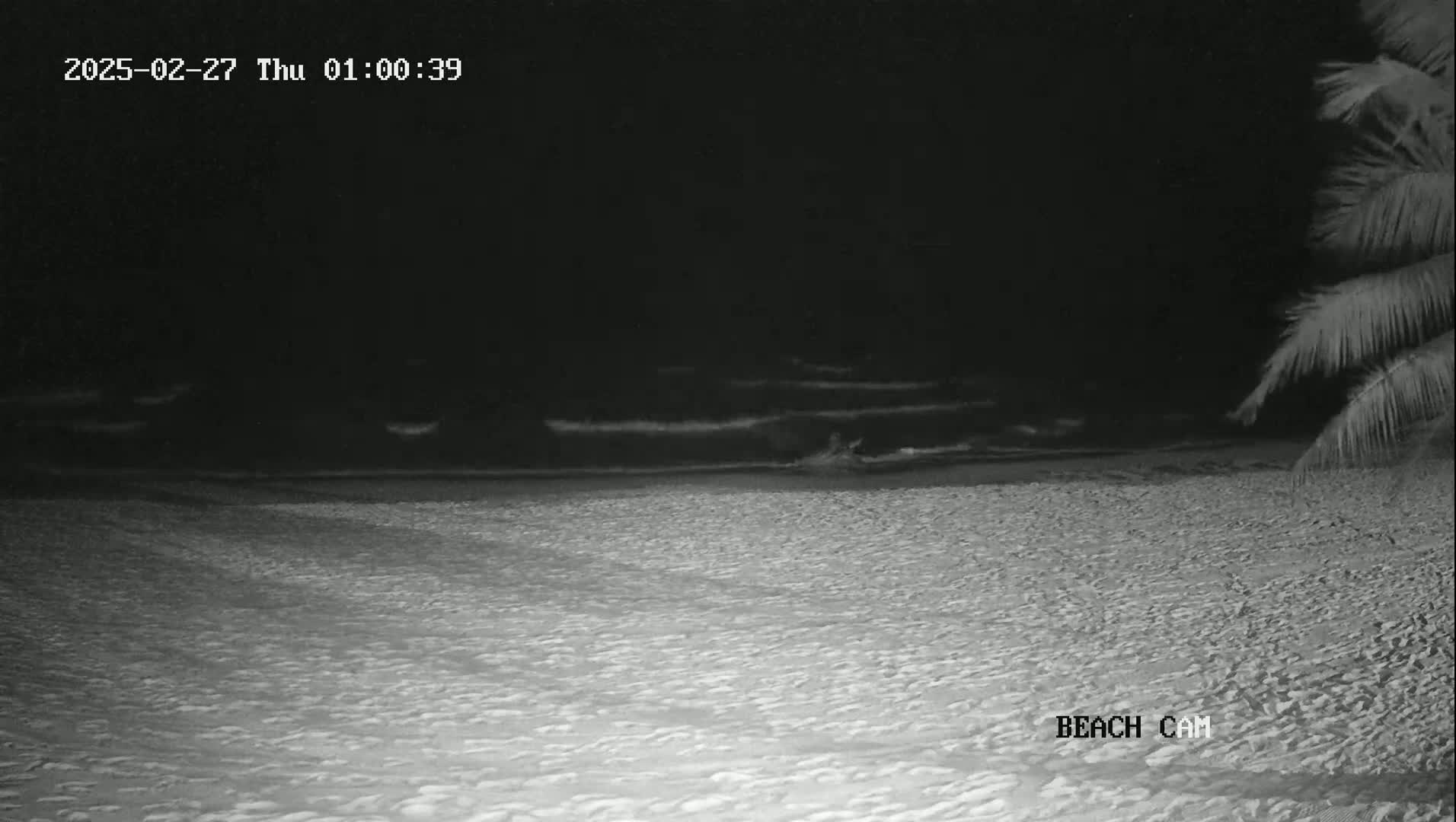 A dark, sandy beach at night with gently rolling waves under a clear sky, partially visible palm trees to the right.