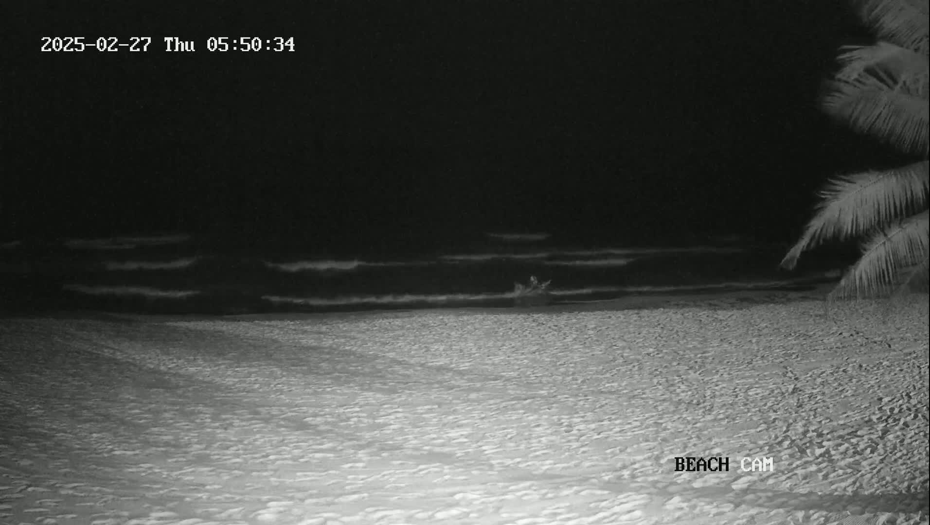 A nighttime beach scene shows gently lapping waves under a dark sky, with a palm tree visible in the right corner.