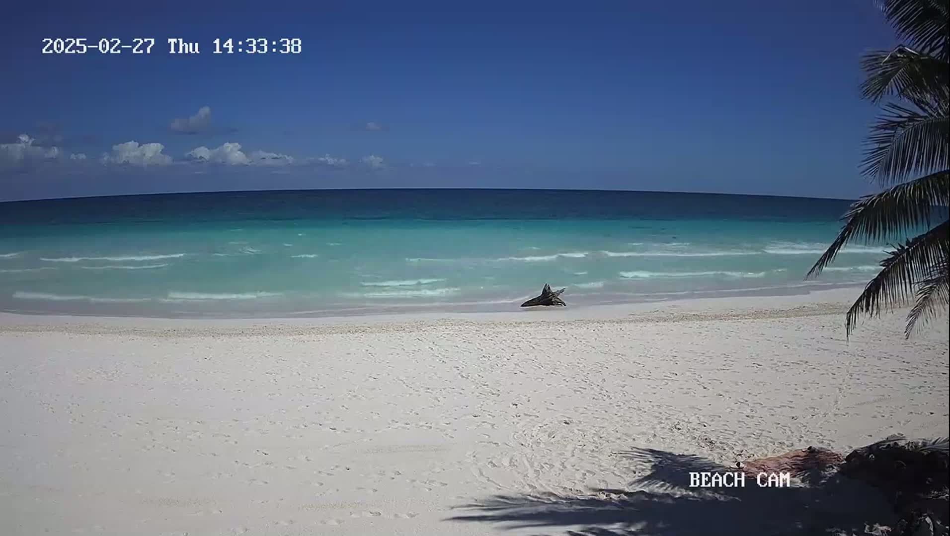 A white sand beach with gentle waves and a mostly clear blue sky is partially obscured by a palm tree in the lower right corner.