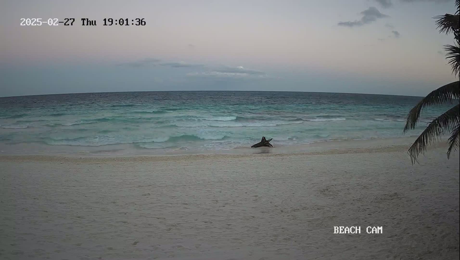 A mostly clear, dusky sky overlooks a tranquil beach with gentle waves lapping the shore, where a piece of driftwood rests near the waterline, partially obscured by a palm tree in the bottom right corner.