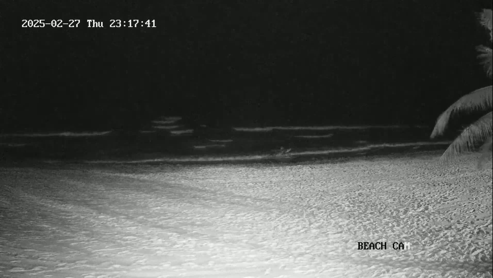 A dark, nighttime beach scene shows calm waves lapping a sandy shore under a clear, starless sky, with part of a palm tree visible in the lower right corner.