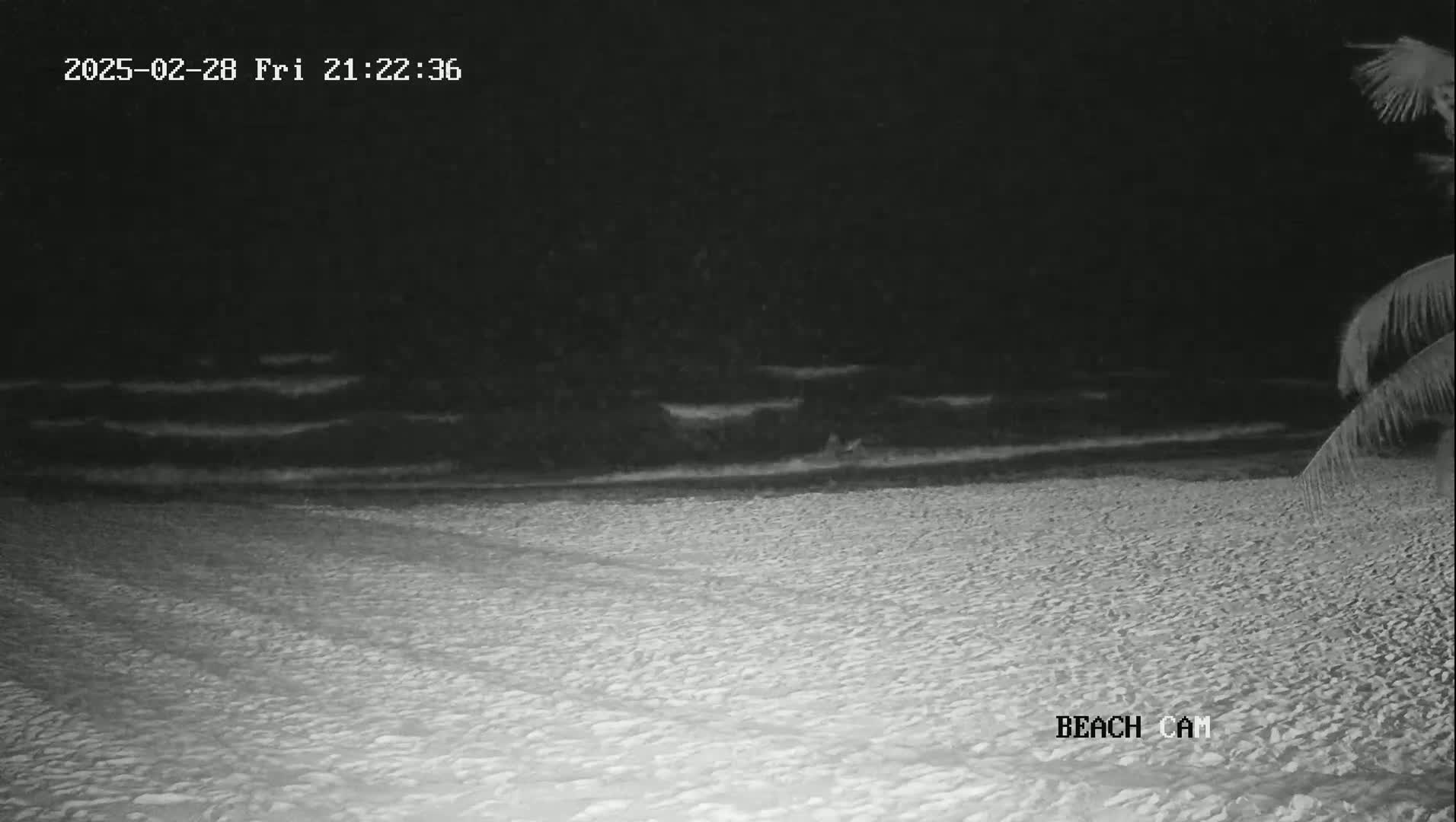 A dark, sandy beach at night with gently rolling waves under a clear, dark sky, partially obscured by palm fronds in the lower right corner.
