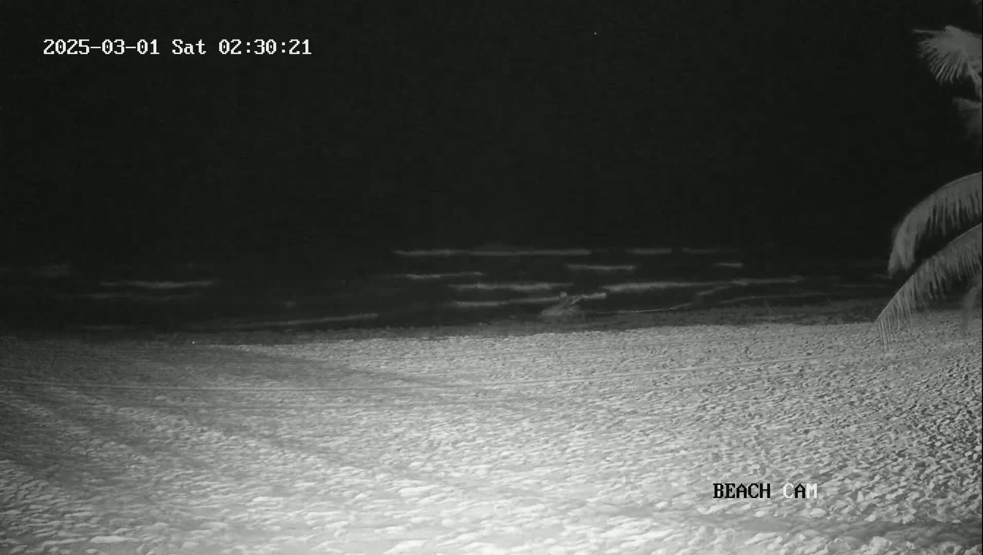 A dark, sandy beach at night with gently lapping waves under a clear sky.