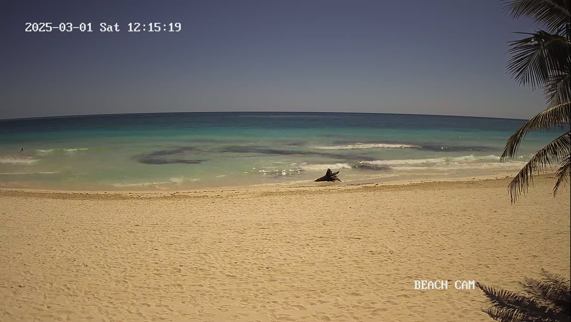 A sandy beach with light-blue water and small waves under a clear sky is partially shaded by a palm tree.