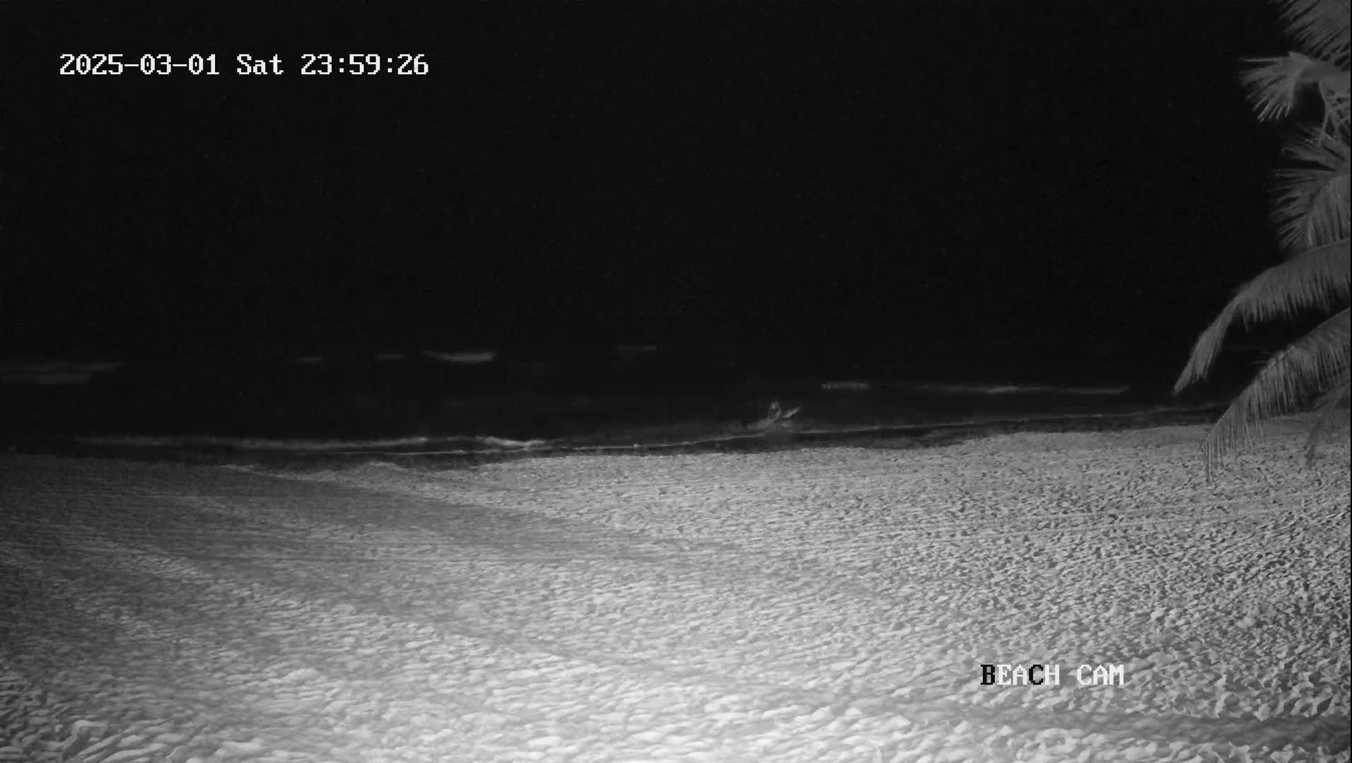 A dark, sandy beach at night with gently lapping waves under a clear, starless sky, partially obscured by a palm tree in the lower right corner.