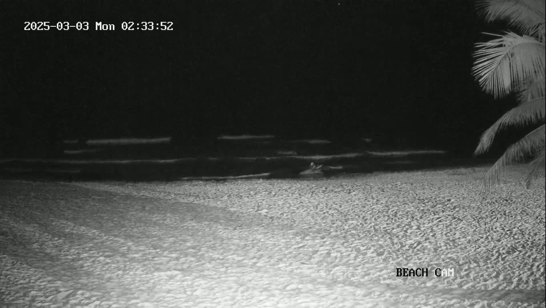 A nighttime beach scene shows dark water with small waves lapping onto a sandy shore, partially obscured by the darkness, with a palm tree visible in the upper right corner.