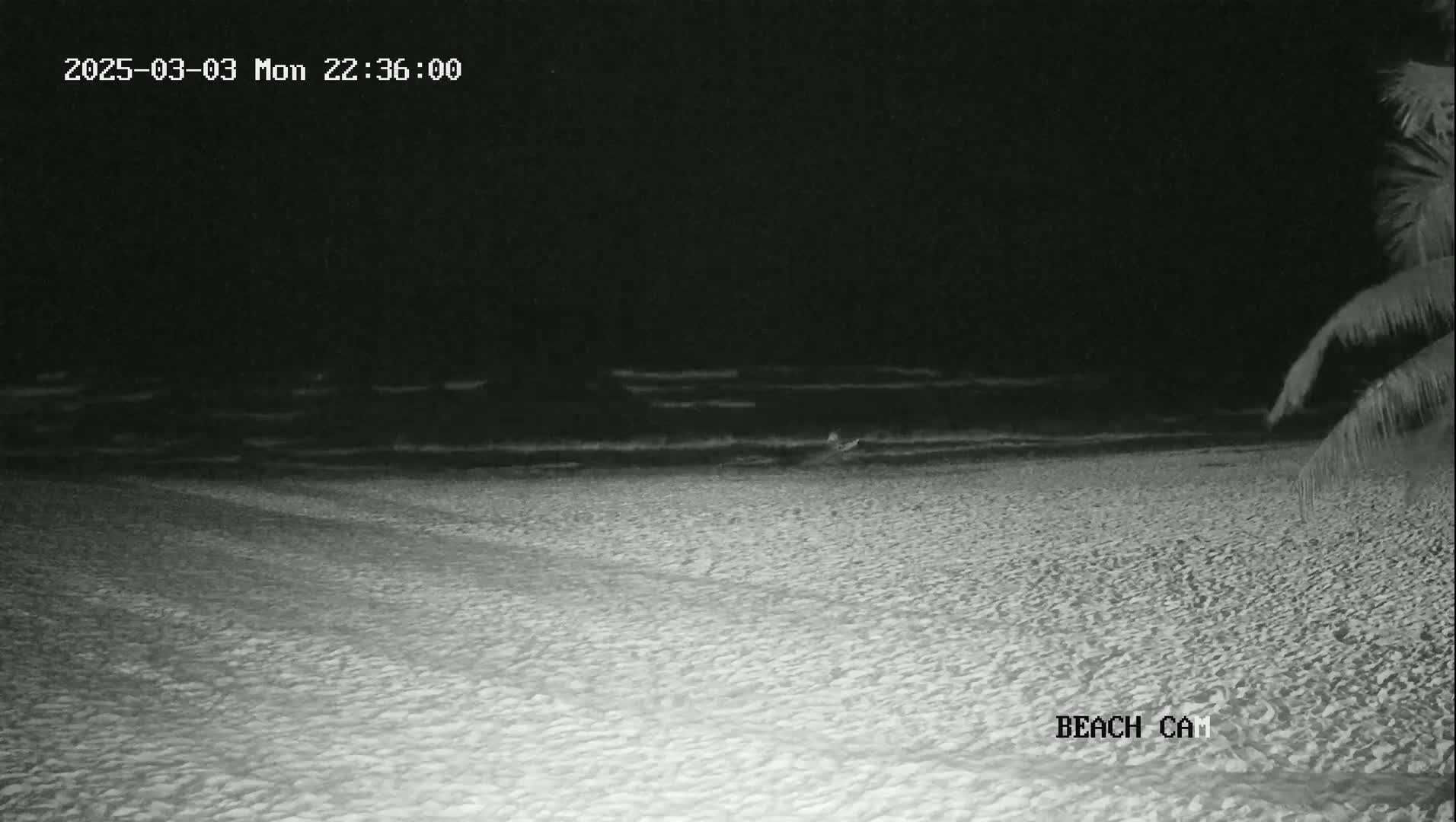 A dark, sandy beach at night shows gently lapping waves under a clear, moonless sky, with part of a palm tree visible in the bottom right corner.
