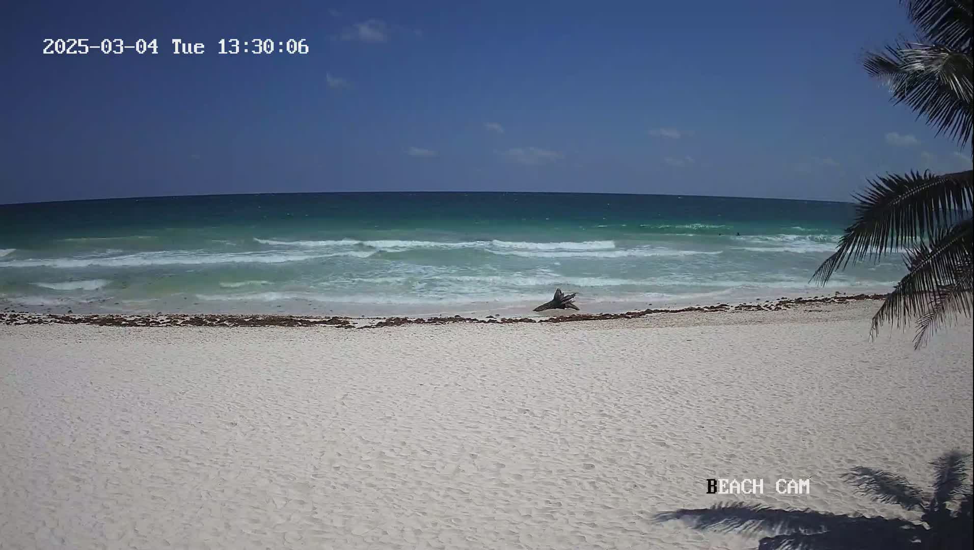 A white sandy beach with small waves on a turquoise ocean under a clear blue sky is partially shaded by a palm tree.