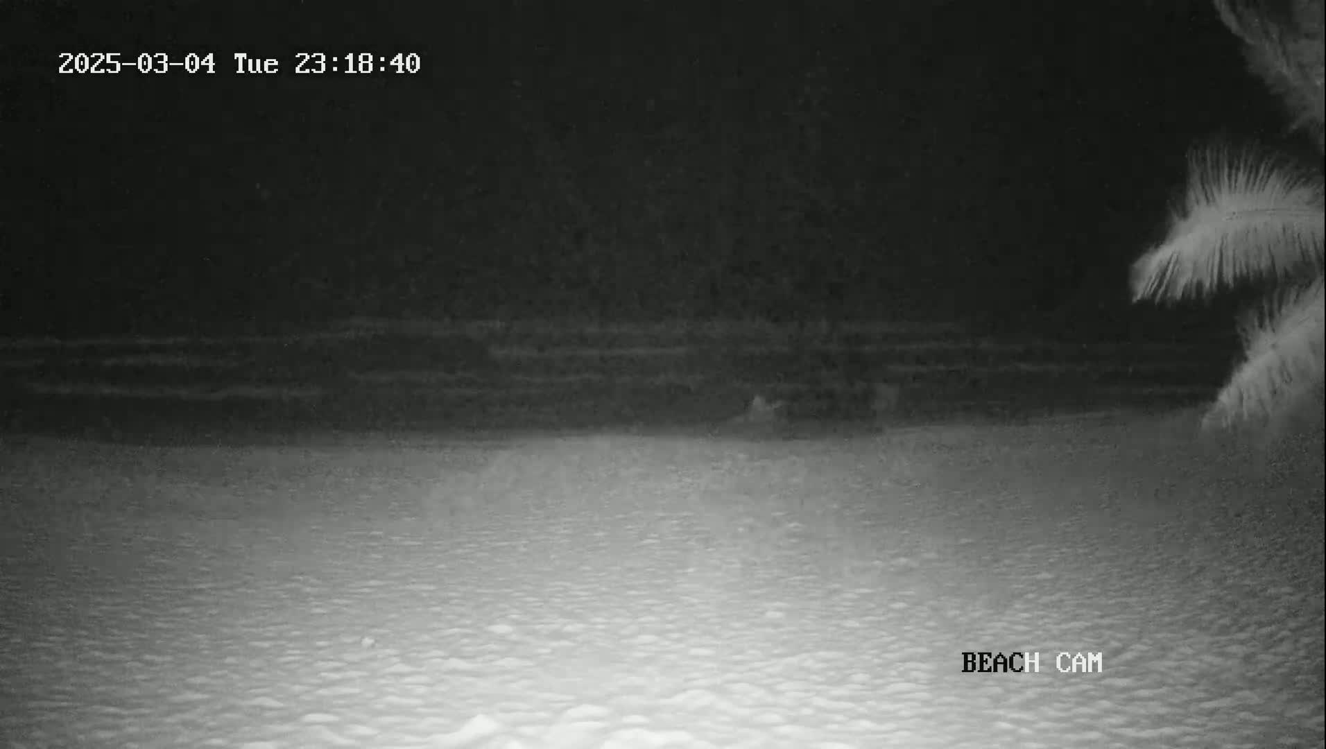 A nighttime beach scene shows calm waves lapping the shore under a dark sky, partially obscured by palm fronds in the upper right corner.