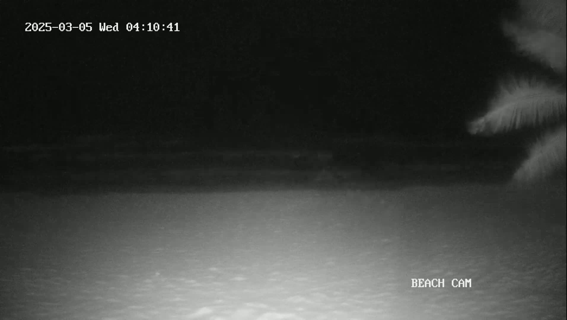 A nighttime beach scene is shown, with dark water and sand visible under a dark sky, partially obscured by palm fronds in the upper right corner.