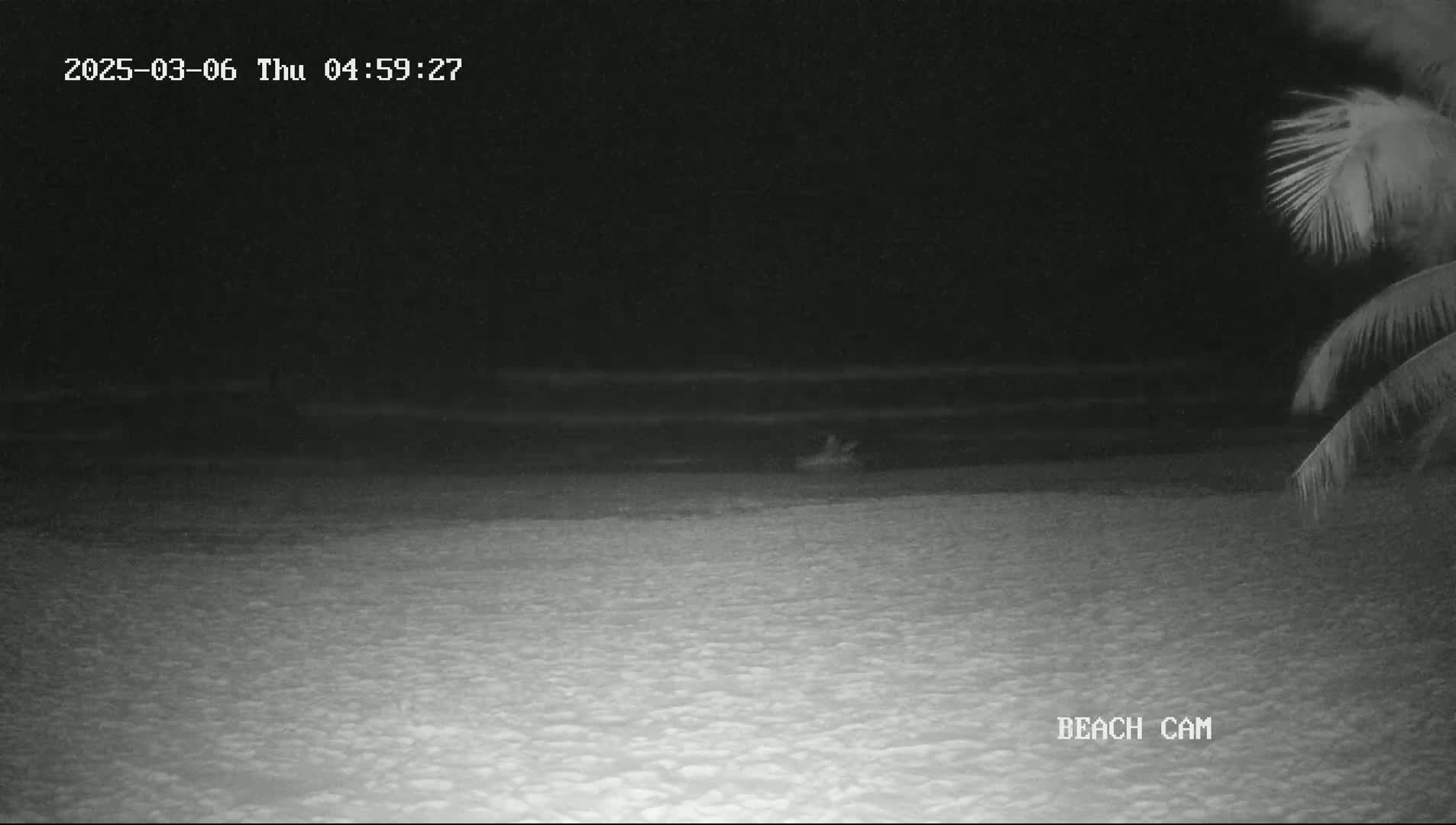 A dark, nighttime beach scene shows a mostly calm ocean and sandy shore, partially illuminated under a dark sky with the edge of a palm tree visible on the right.