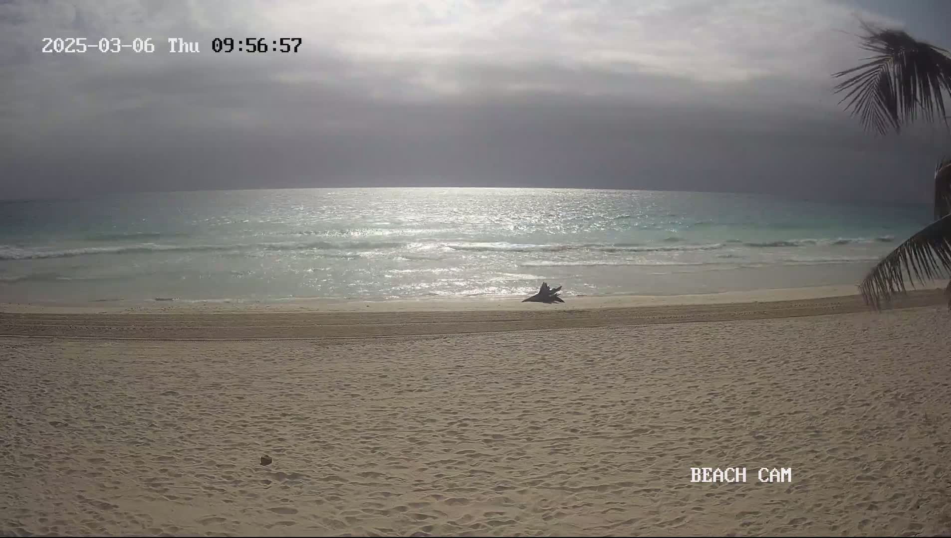 A sandy beach with calm, light-blue ocean waves under a partly cloudy sky is visible, partially obscured by palm fronds in the upper right corner.