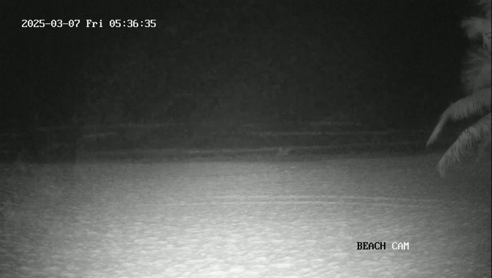 A nighttime, low-light beach scene is shown with part of a palm tree visible in the bottom right corner.