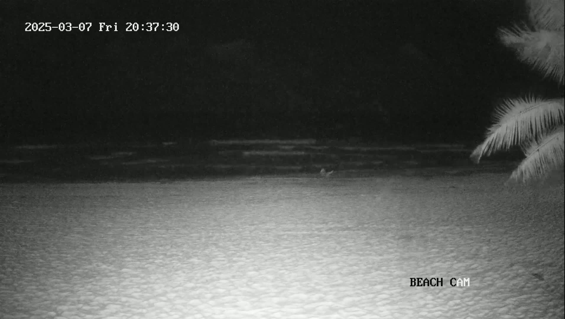 A dark, nighttime beach scene shows a sandy shoreline and calm water under a clear sky; palm fronds are visible in the upper right corner.