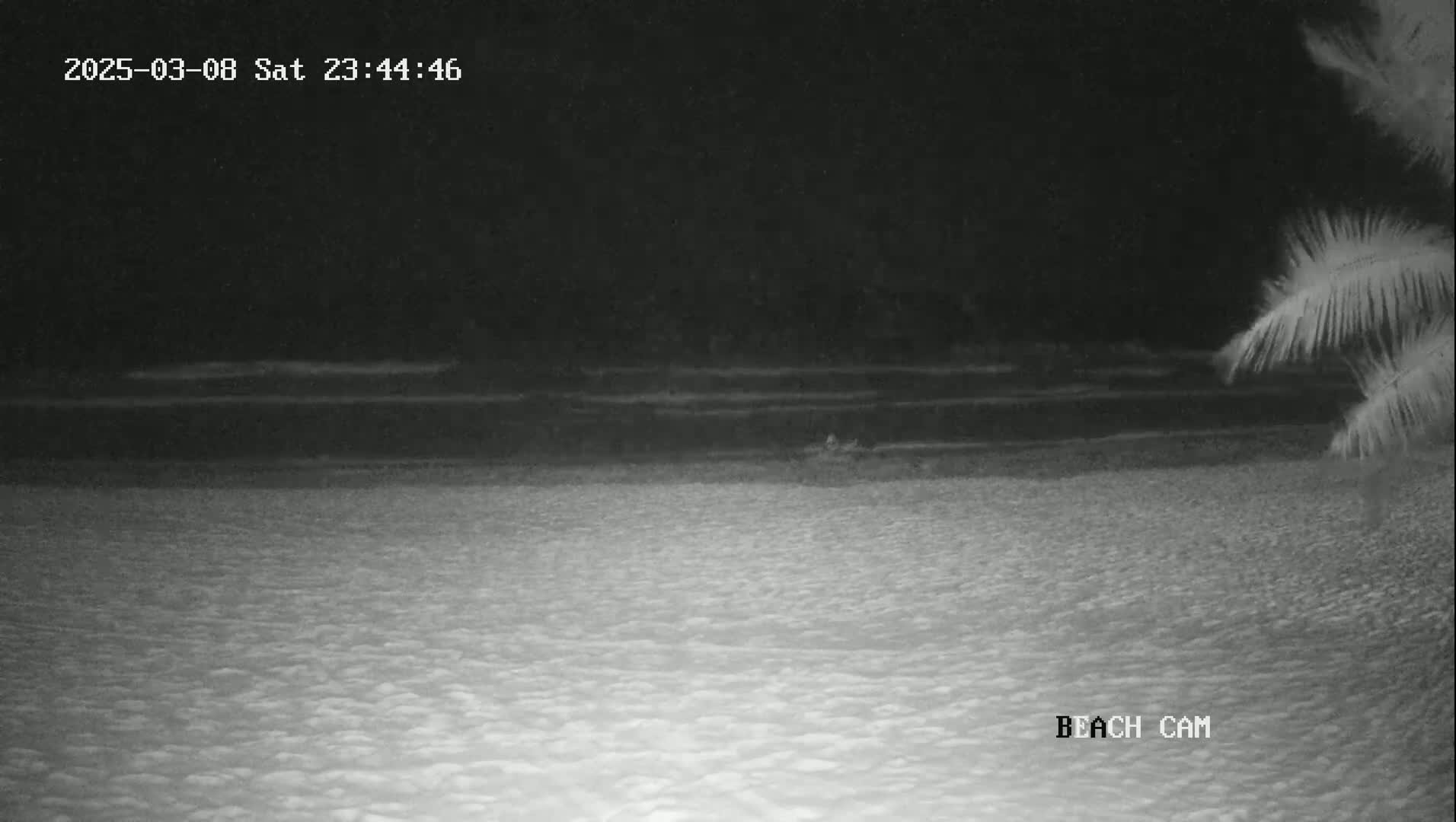 A dark nighttime beach scene shows a calm ocean under a black sky, with a palm tree partially visible in the upper right corner.