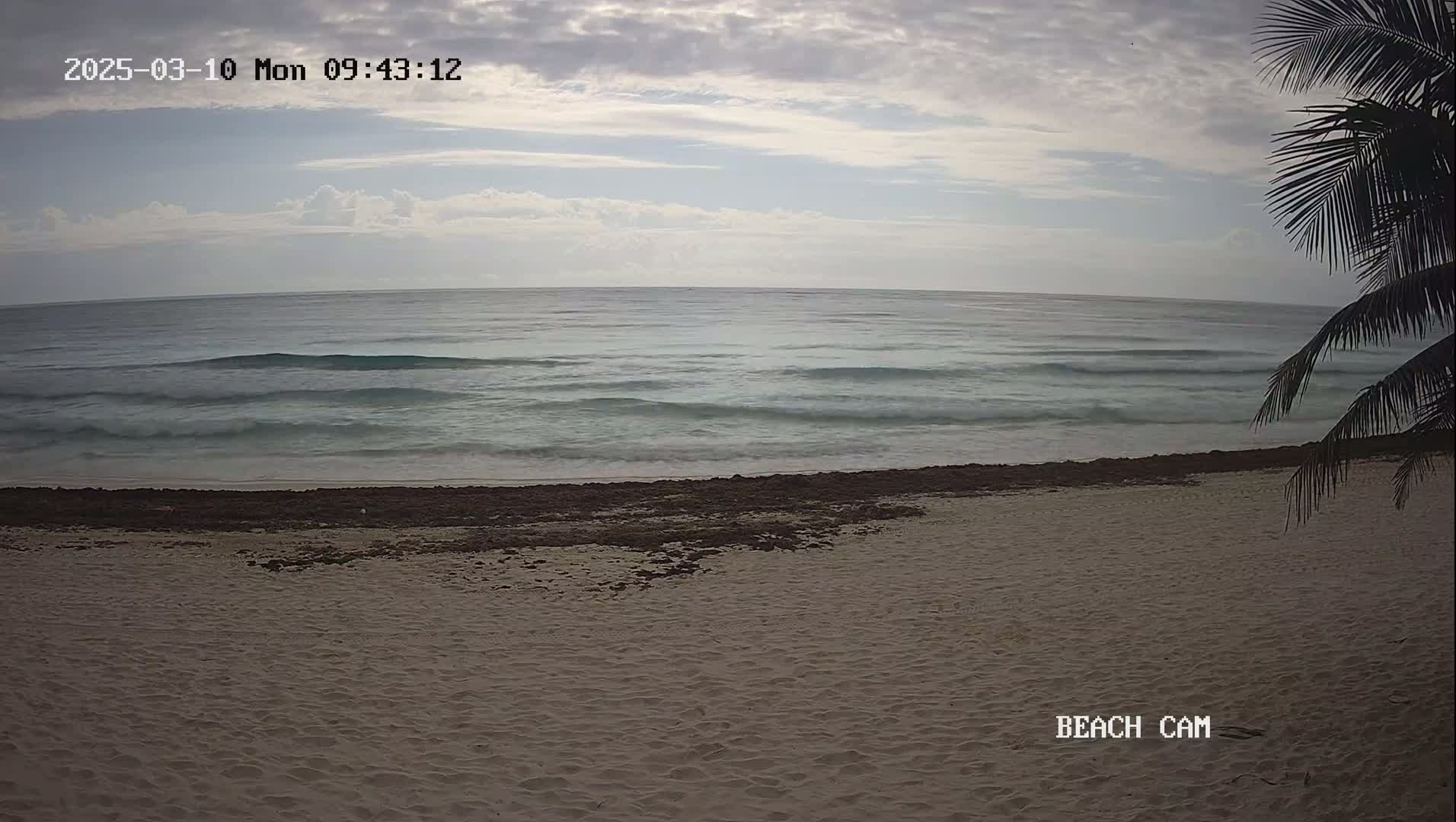 A sandy beach with seaweed near the water's edge and gentle waves under a cloudy sky is partially obscured by palm fronds.