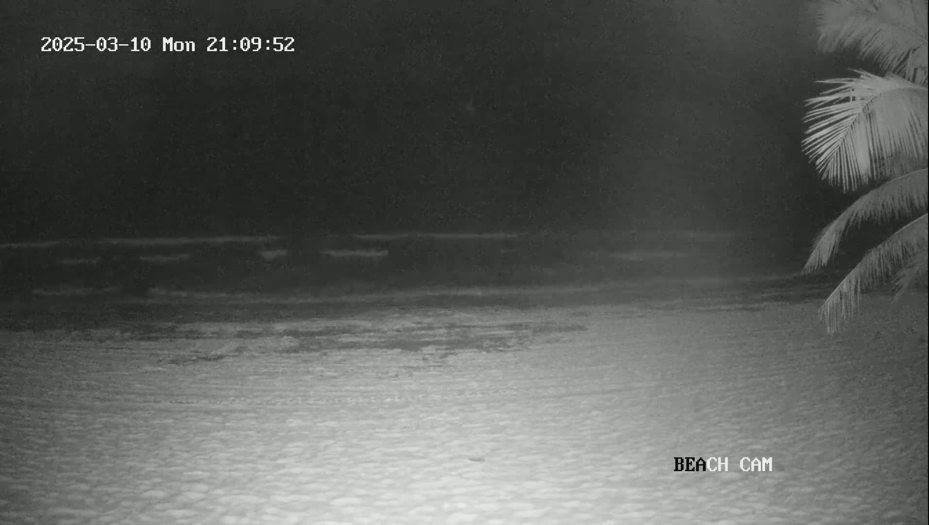 A nighttime beach scene is shown, with a dark ocean and a sandy beach visible under a clear, dark sky; part of a palm tree is in the upper right corner.