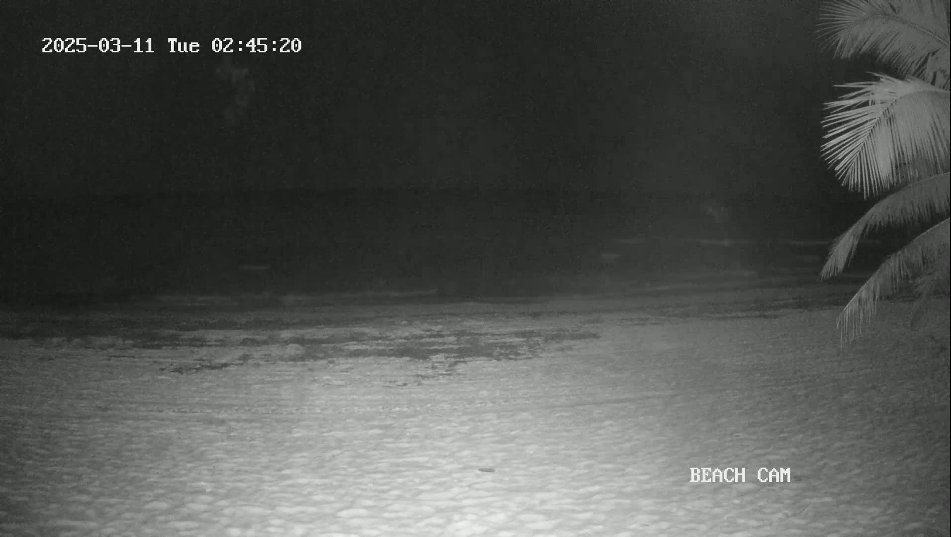 A dark, nighttime beach scene is shown with a calm ocean and a portion of a palm tree visible in the lower right corner.