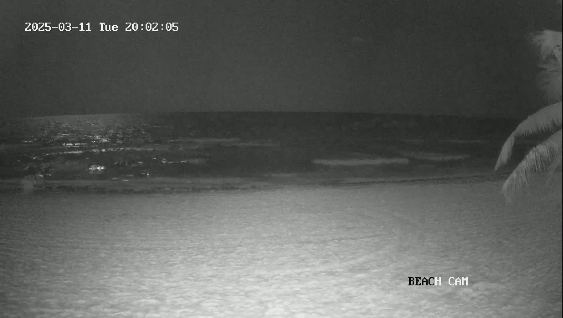 A nighttime beach scene shows dark water lapping at a sandy shore, partially obscured by the fronds of a palm tree on the right.