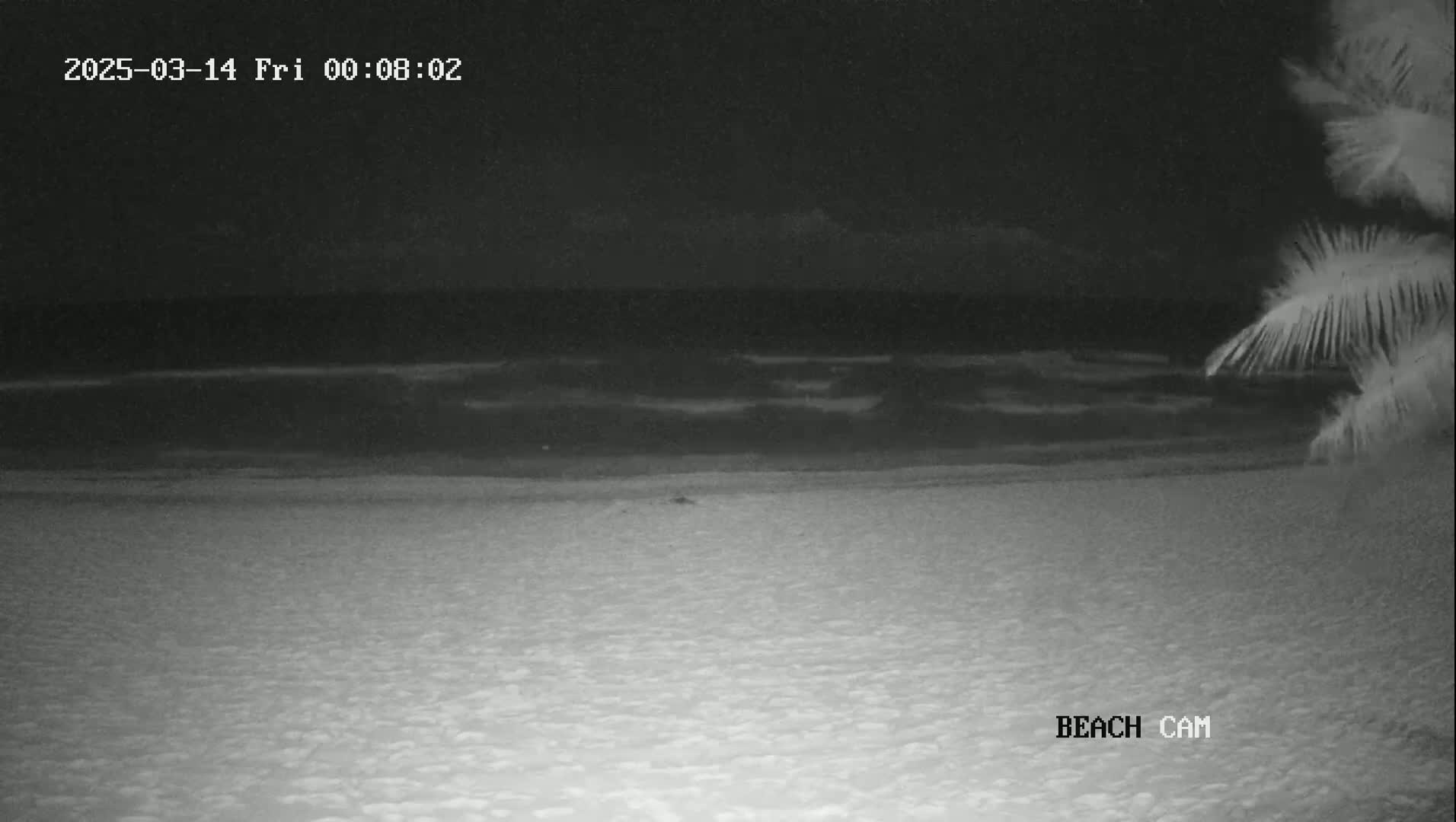 A nighttime beach scene shows dark water with small waves and a sandy shore, partially obscured by a palm tree at the right.