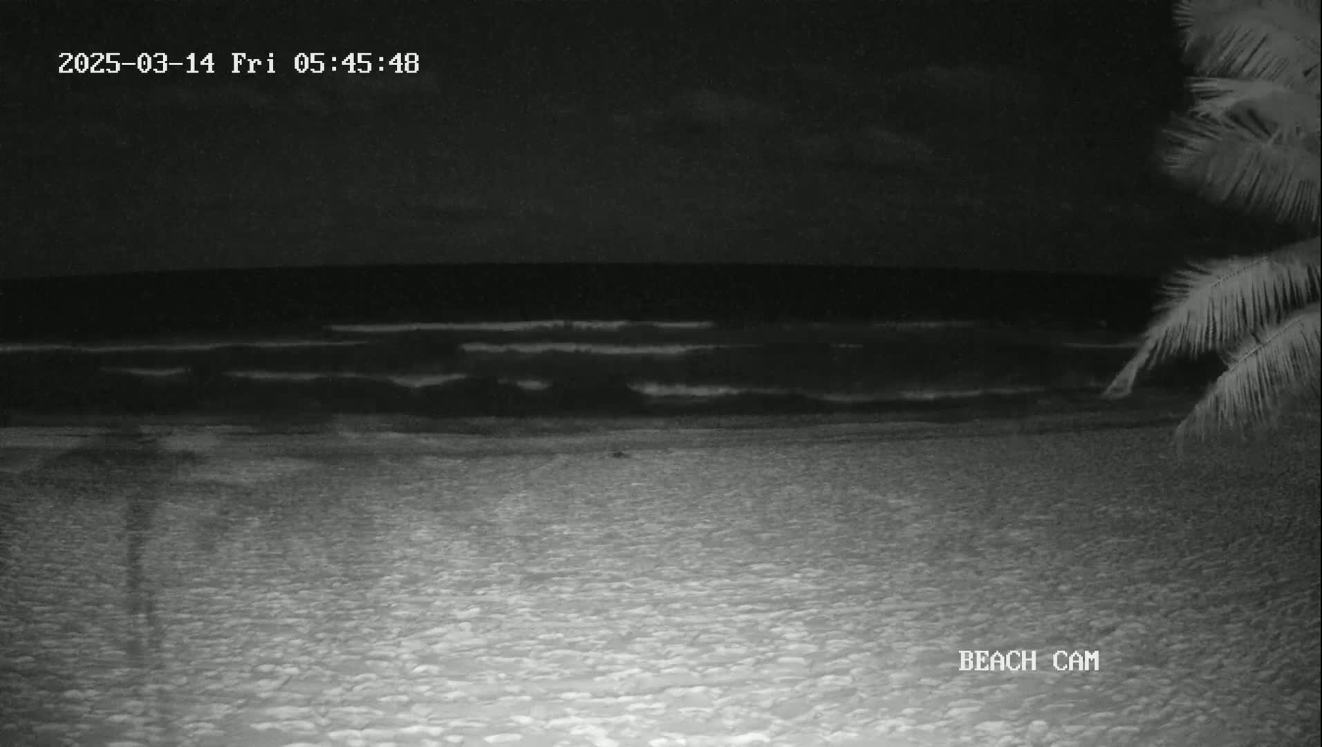 A nighttime beach scene shows dark, gently rolling waves meeting a sandy shore under a mostly clear sky, partially obscured by palm fronds in the upper right corner.
