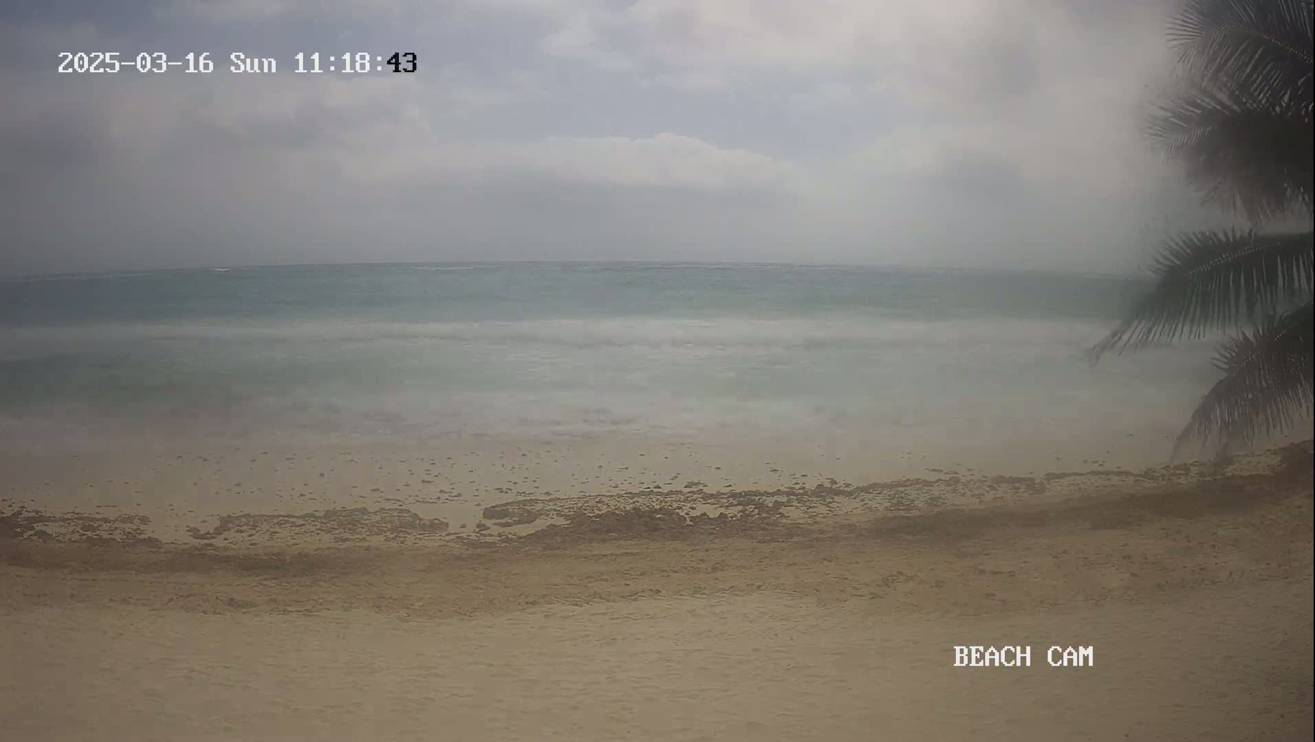 A sandy beach with a somewhat choppy ocean under an overcast sky is partially obscured by palm fronds.