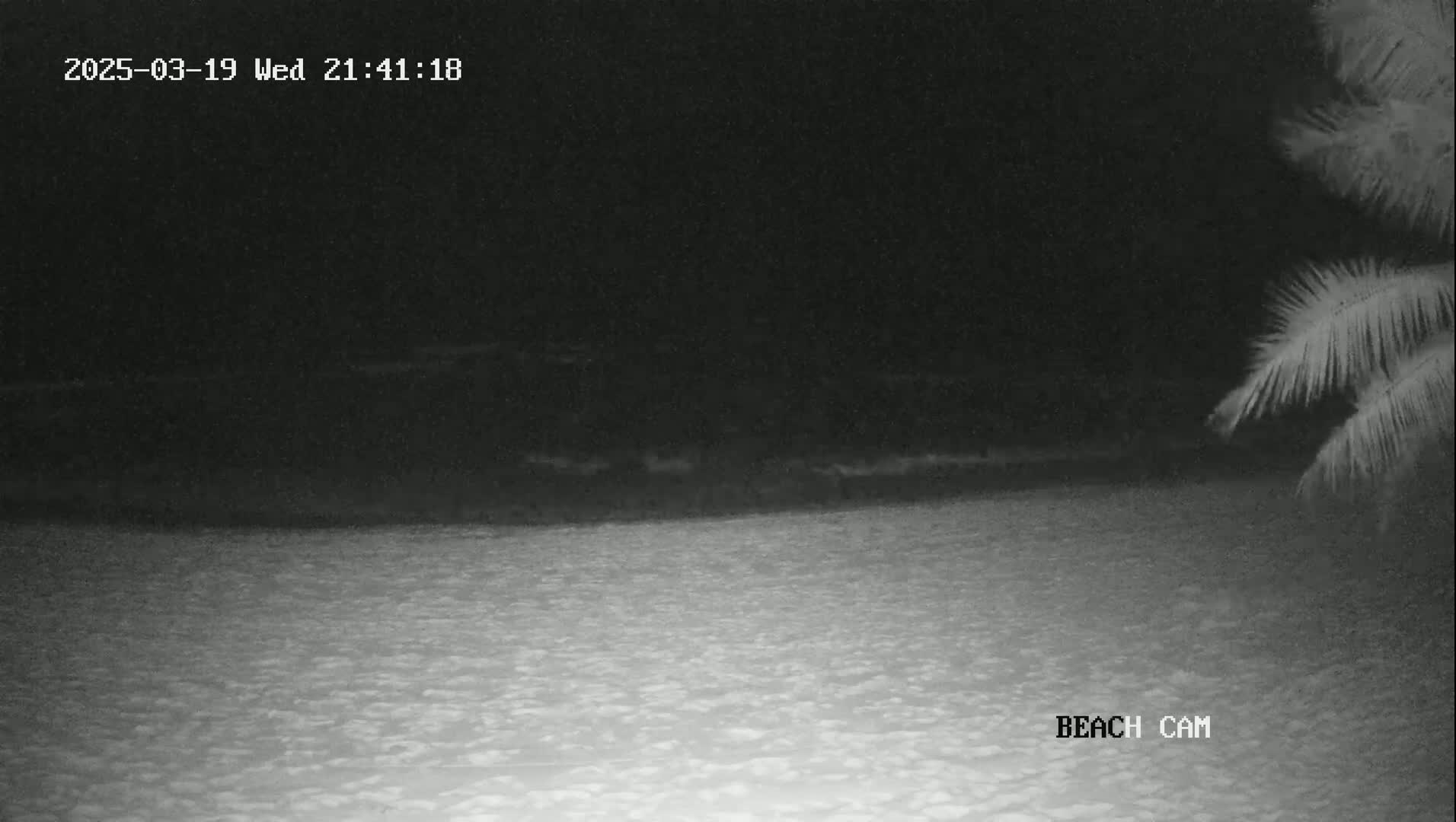 A dark, nighttime beach scene is shown with a sandy shore and calm ocean under a clear sky, partially obscured by palm fronds in the upper right corner.