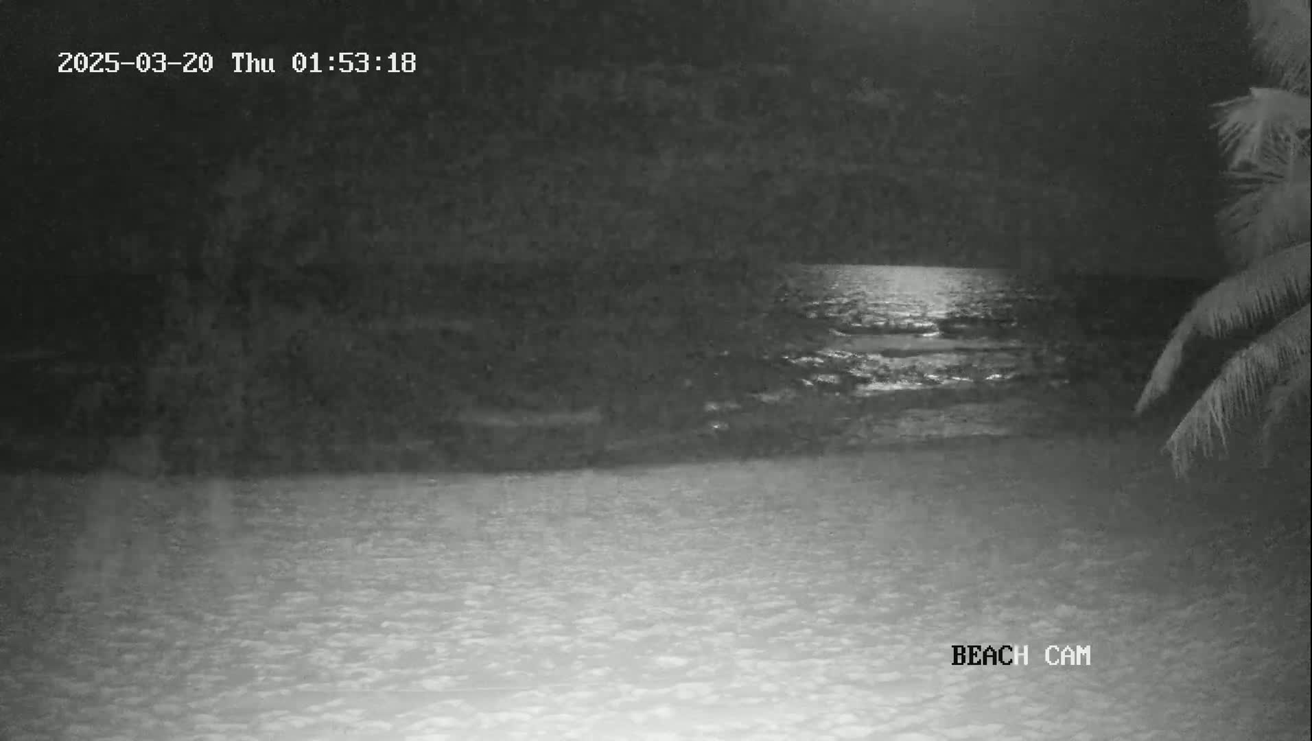 A nighttime beach scene shows a calm ocean under a moonlit sky, with part of a palm tree visible in the right corner.
