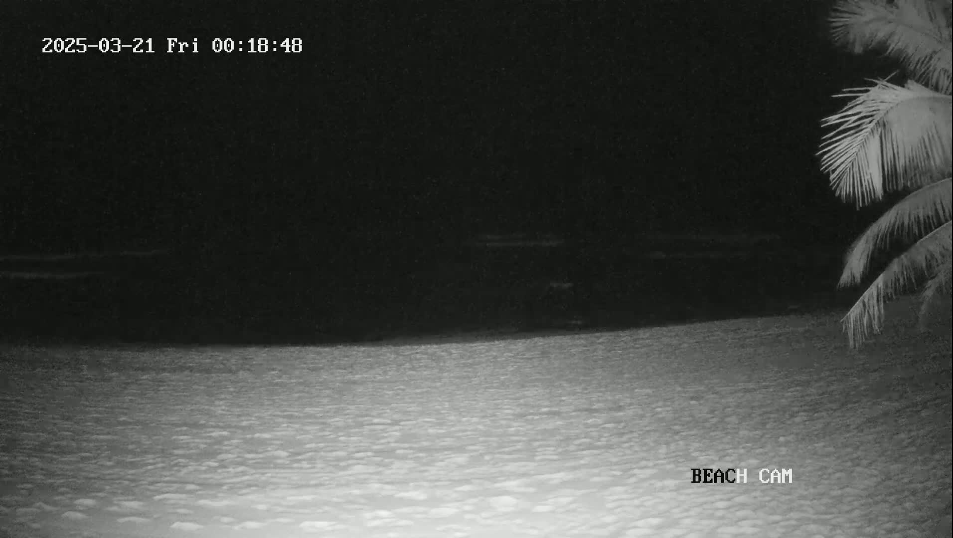 A nighttime beach scene shows dark water meeting a light-colored sandy shore under a black sky, with part of a palm tree visible in the upper right corner.