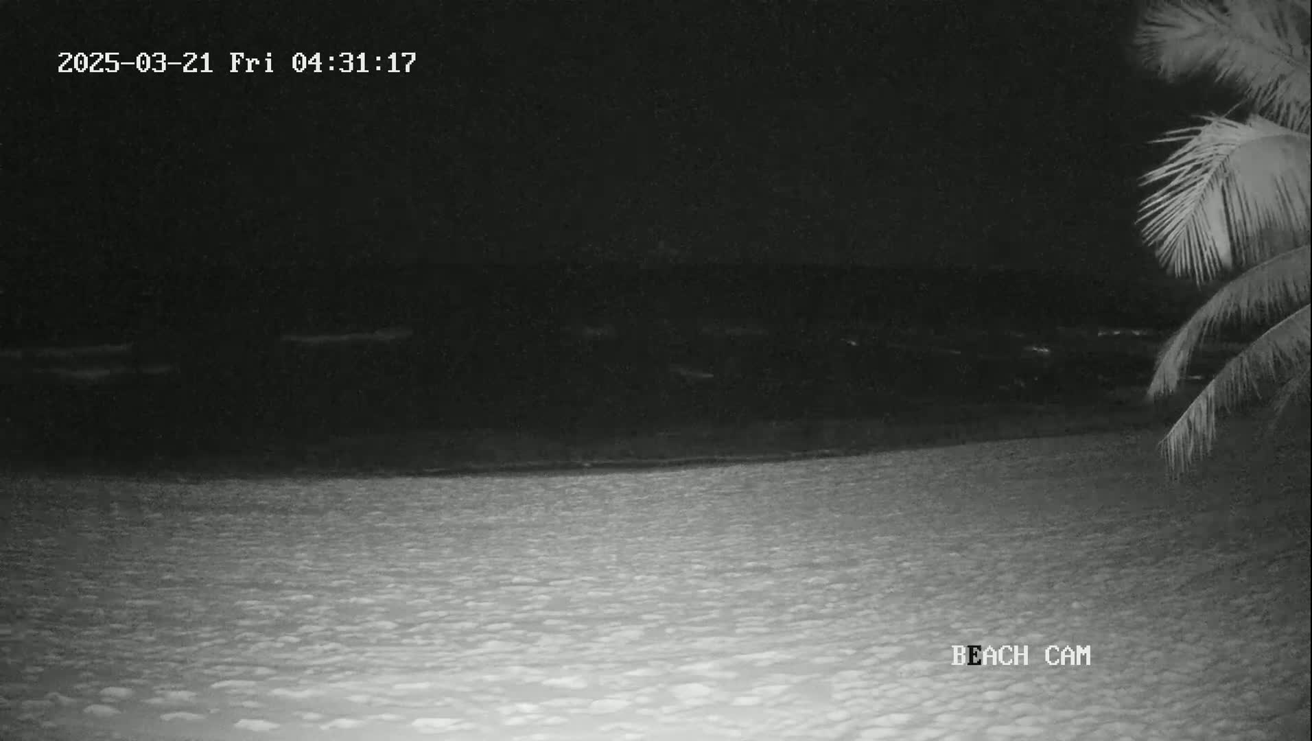 A nighttime beach scene shows a dark ocean meeting a light-colored sandy shore, partially obscured by the fronds of a palm tree in the lower right corner.