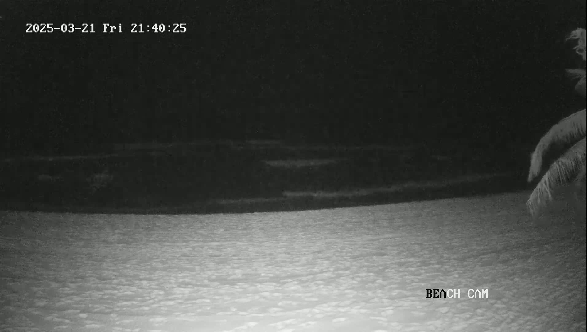 A nighttime beach scene is visible, showing dark water in the distance and a lighter-colored, textured beach in the foreground, with a portion of palm fronds visible in the bottom right corner.
