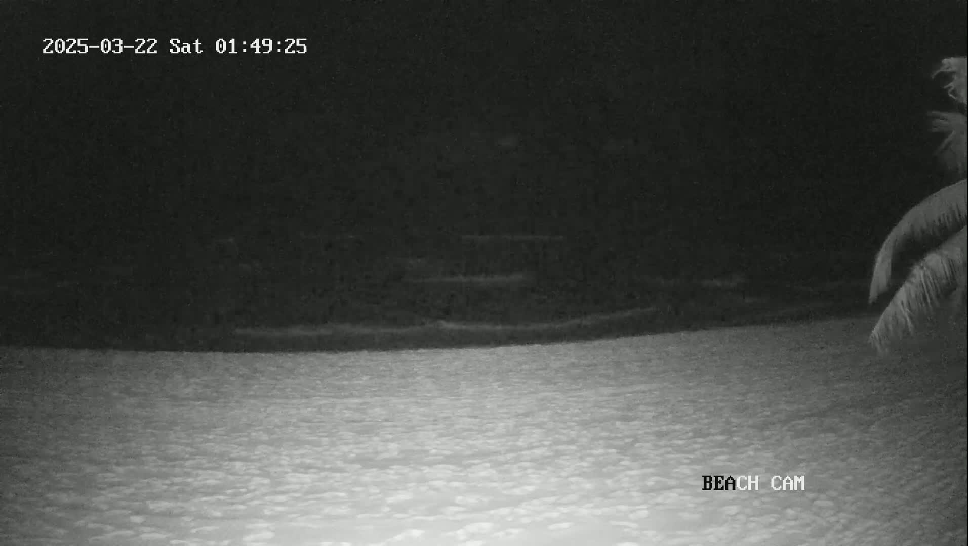 A nighttime beach scene shows dark water meeting a lighter-colored sandy shore, with a palm tree visible in the upper right corner.