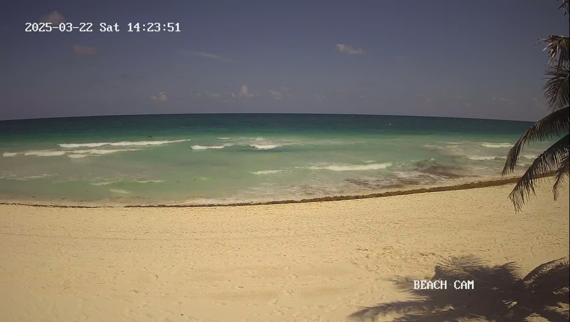 A mostly sunny day shows light waves lapping a sandy beach with seaweed at the waterline, partially obscured by a palm tree's shadow.