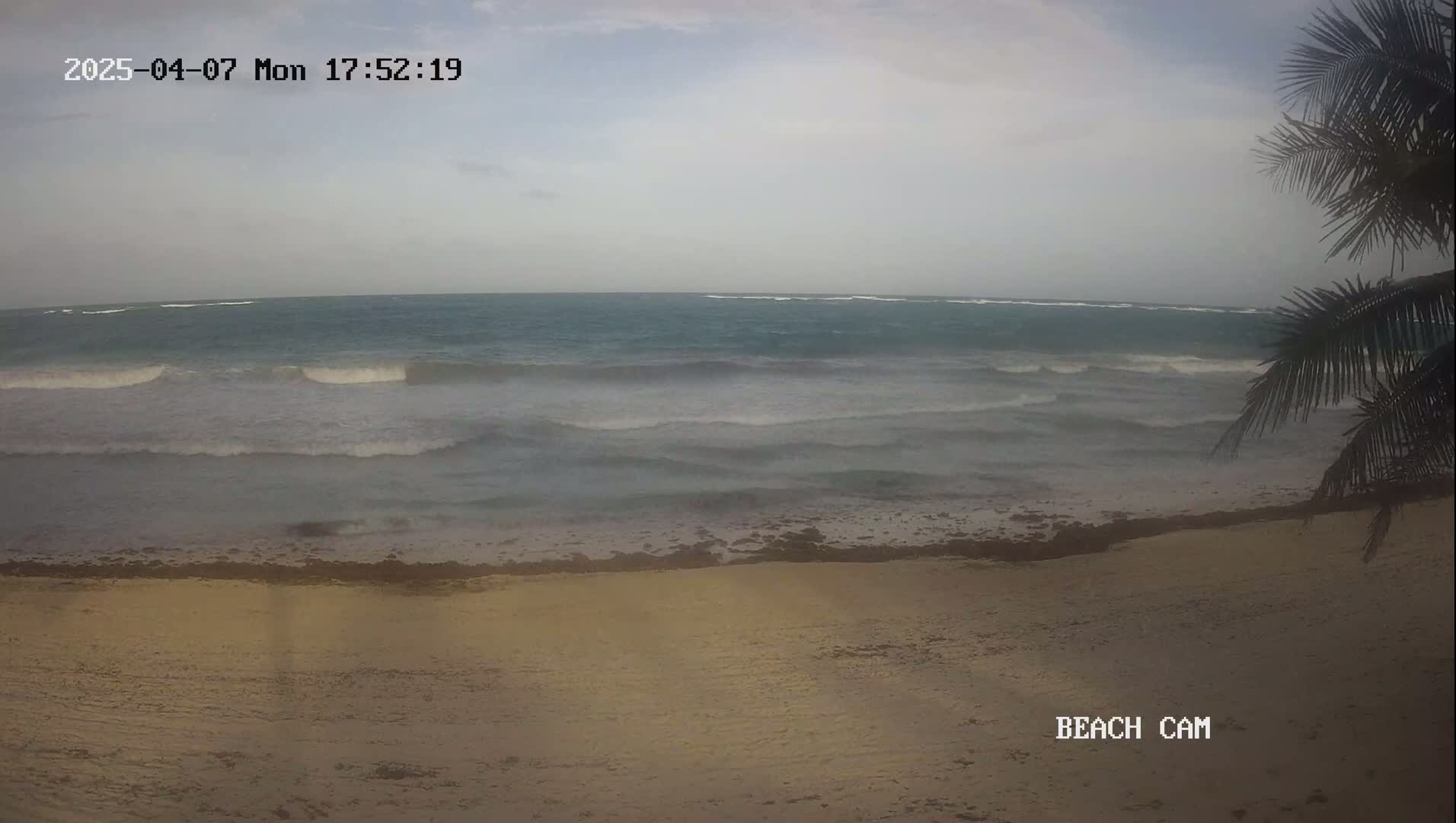 A sandy beach with moderate waves under an overcast sky is partially obscured by palm fronds.