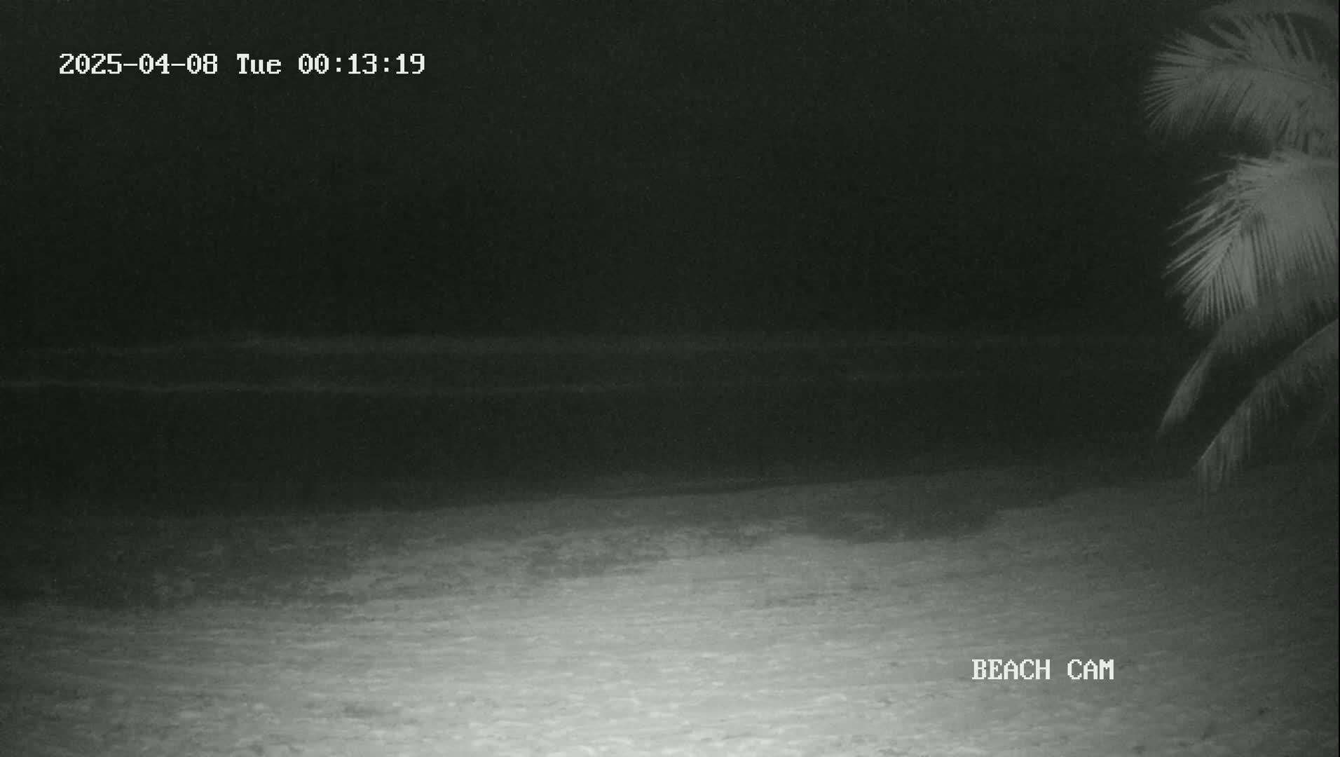 A dark, nighttime beach scene shows calm ocean waves lapping the shore under a clear sky, with palm fronds visible in the upper right corner.