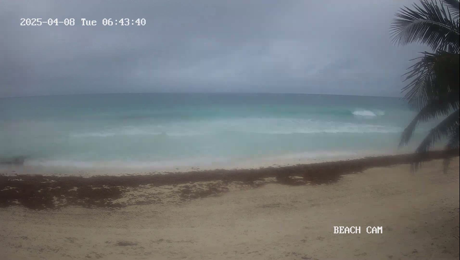 A sandy beach with seaweed along the shoreline and gentle waves on a cloudy day is partially obscured by palm fronds.