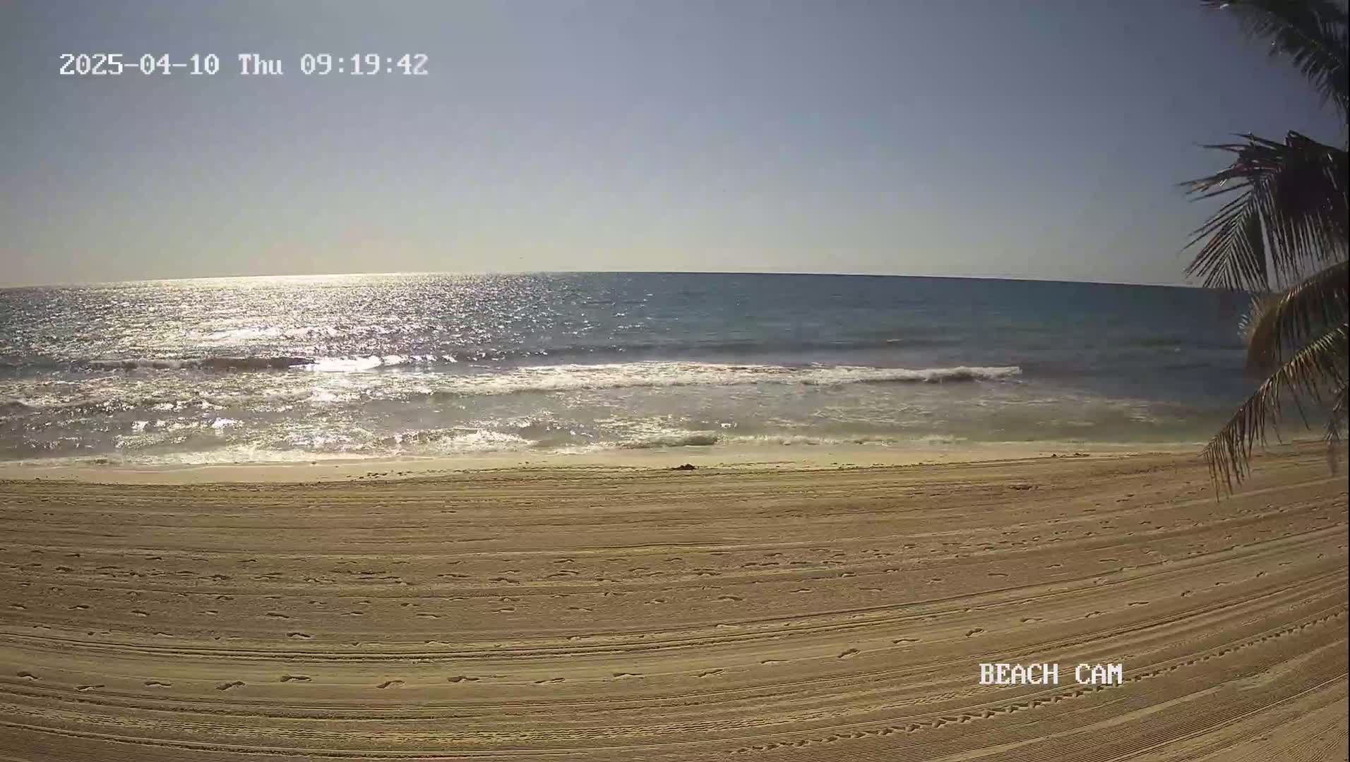 A sandy beach with footprints and tire tracks stretches to a calm, sunlit ocean under a clear sky, partially obscured by a palm tree in the corner.