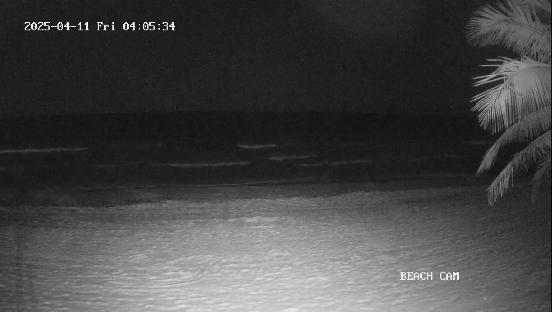 A nighttime beach scene shows a dark ocean with small waves lapping a sandy shore, partially obscured by palm fronds in the upper right corner.