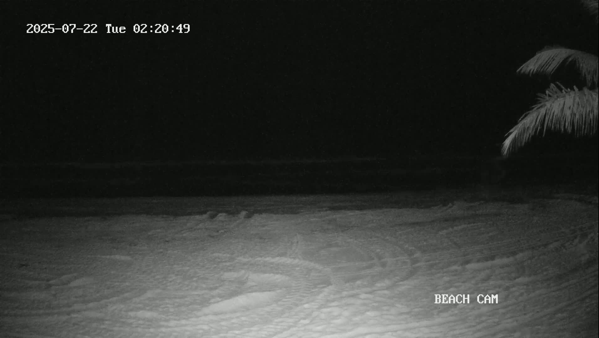 A nighttime beach scene shows a dark ocean and a sandy shore under a clear sky, partially obscured by palm fronds in the upper right corner.