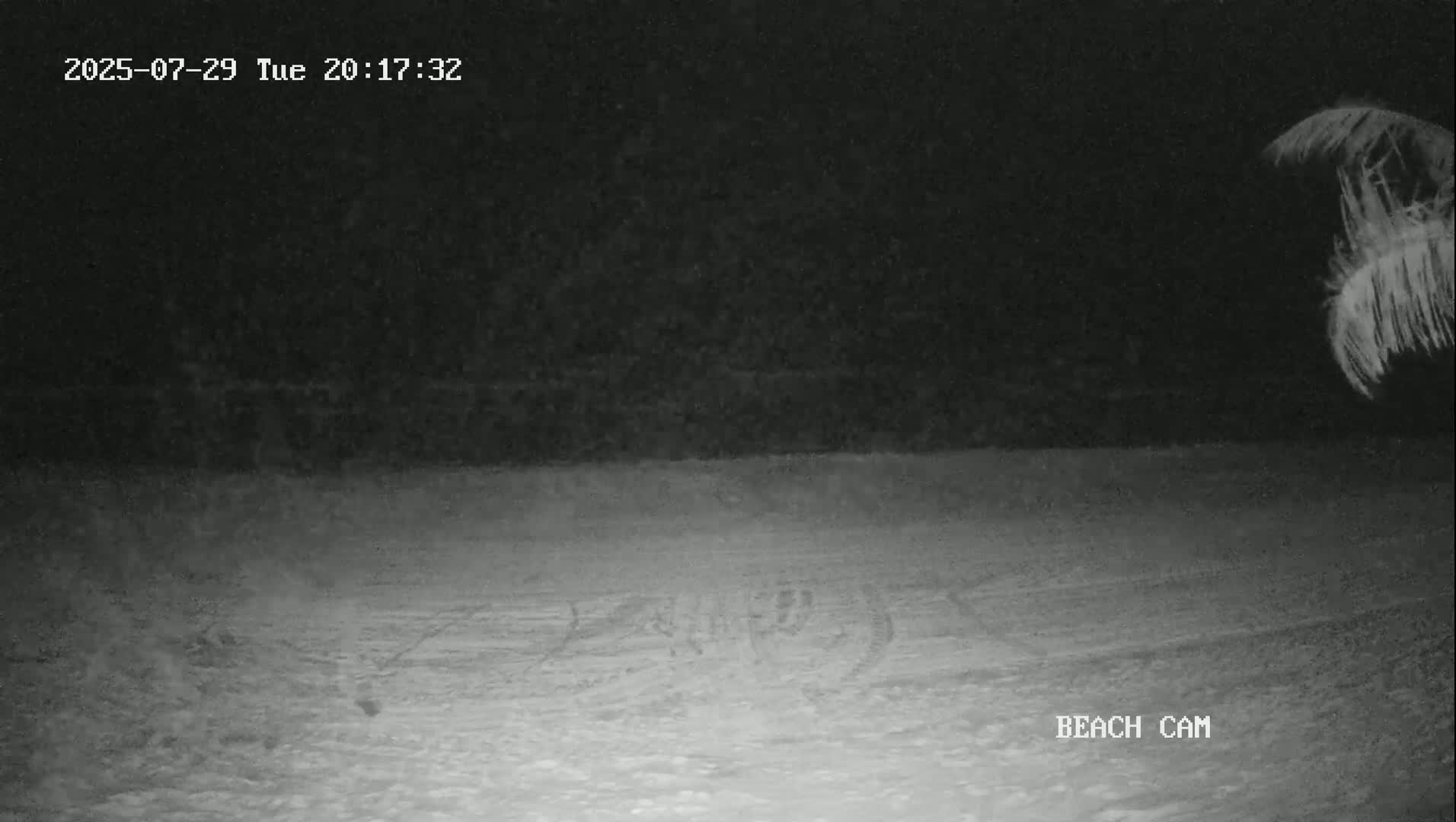 A nighttime beach scene shows a dark ocean and a sandy shore under a clear sky, partially obscured by palm fronds in the upper right corner.
