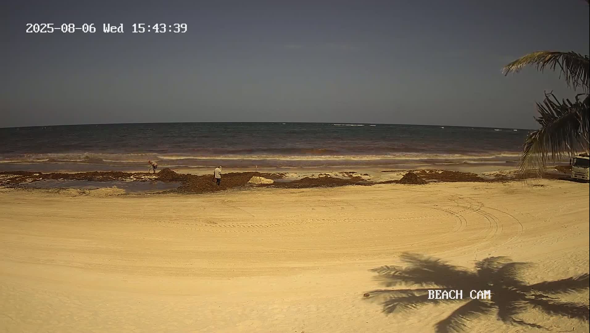 Two people are working near the water's edge on a sandy beach under a mostly clear sky, with seaweed washed ashore and a palm tree partially visible in the right corner.