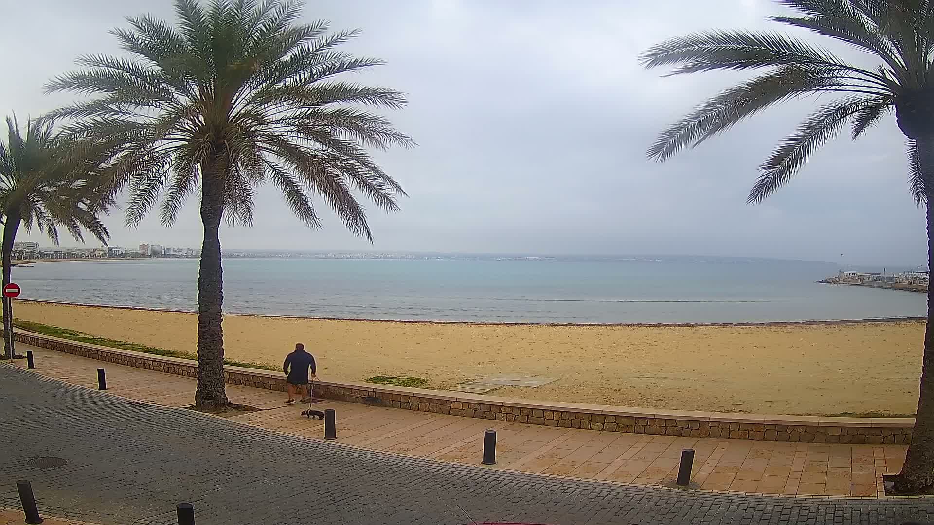 A man walks his dog along a paved walkway next to a sandy beach and calm, overcast ocean, bordered by palm trees.