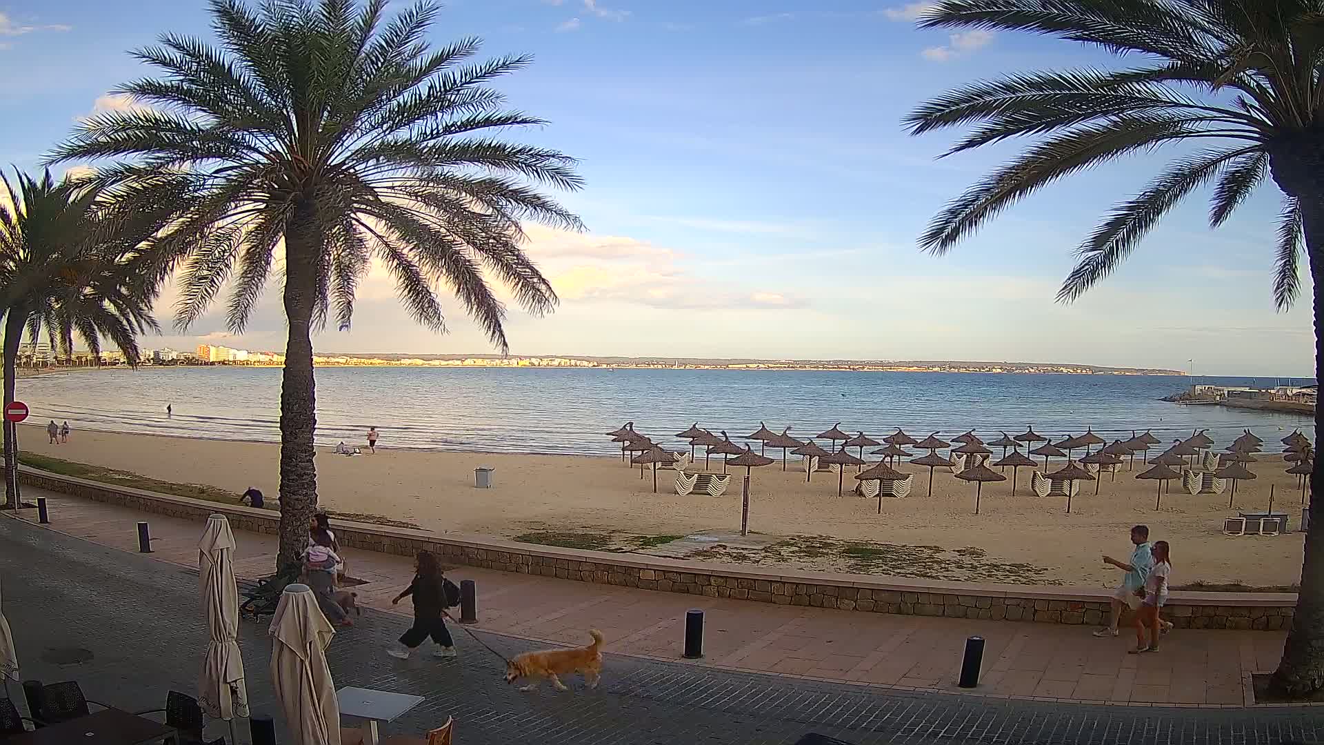 A sandy beach with numerous straw umbrellas, palm trees, and a calm sea under a mostly clear sky is viewed from a seaside promenade where several people are walking.