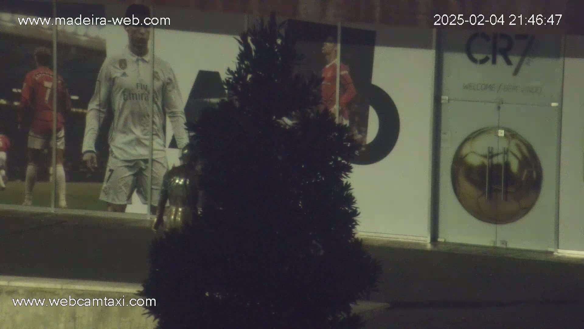 A dark evergreen shrub stands in front of a building at night, partially obscuring a large window displaying images of soccer players.