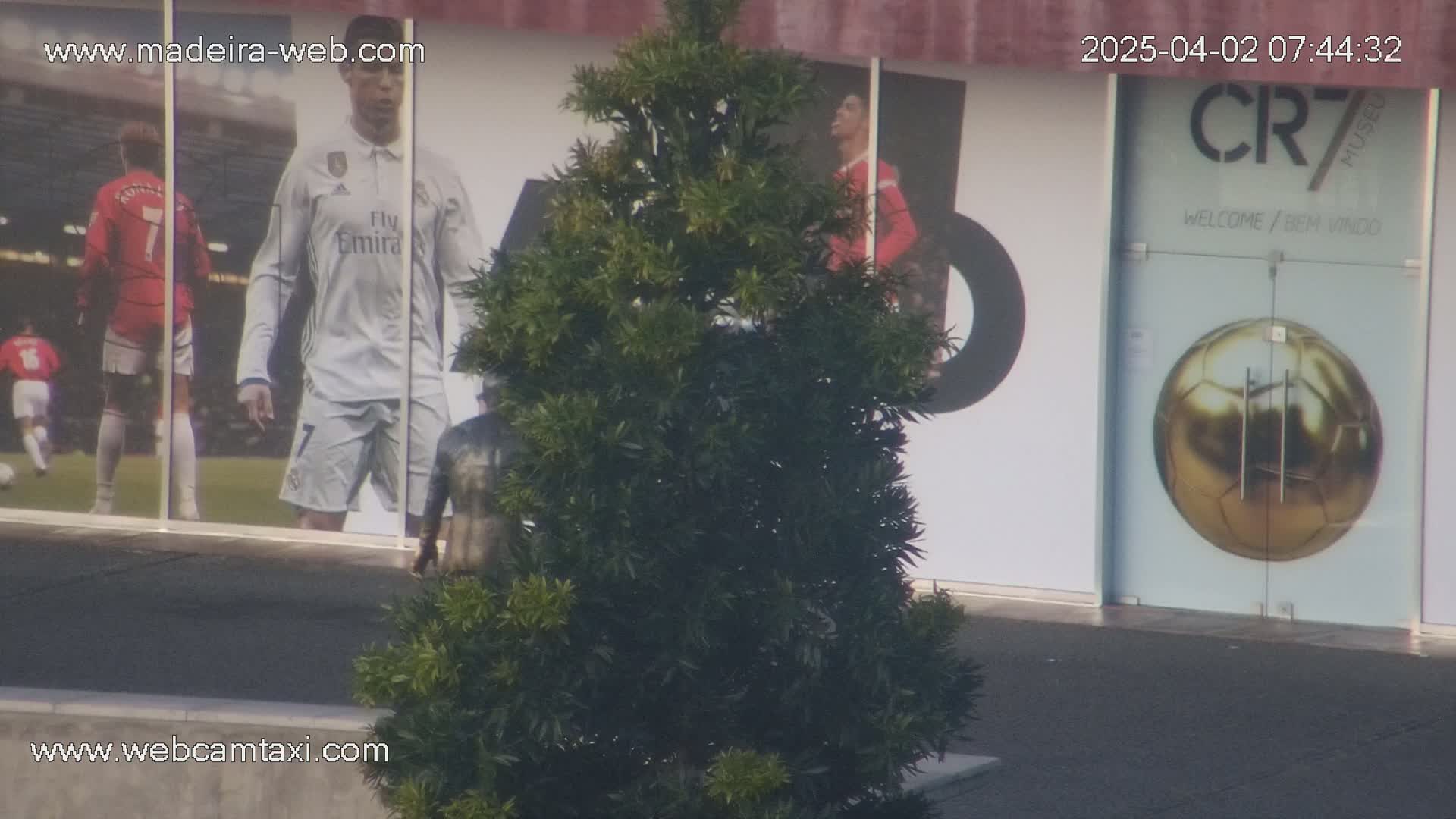 A large evergreen shrub stands in front of a building displaying large images of soccer players and a golden soccer ball.