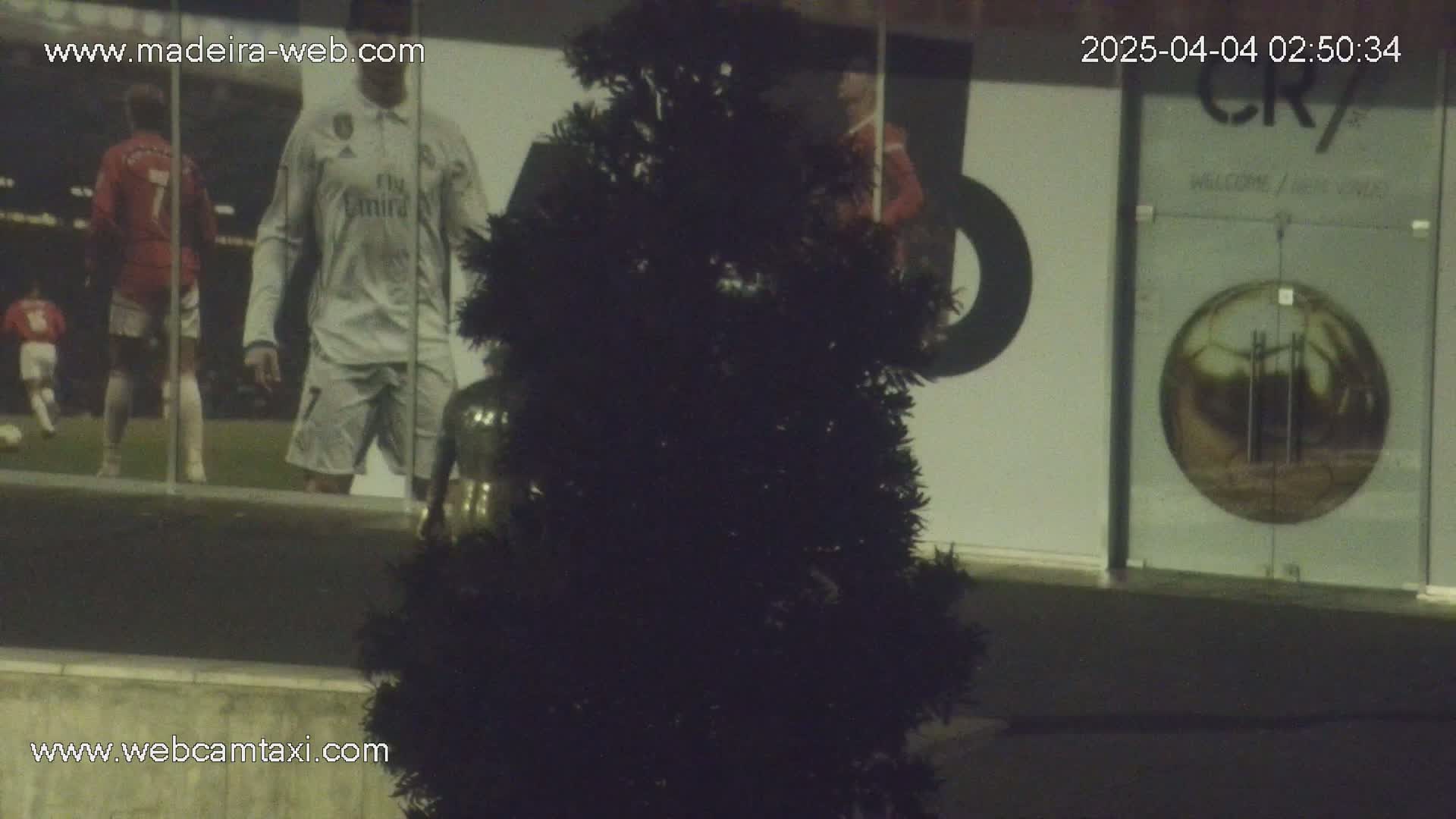 A dark green evergreen tree stands in front of a building displaying a large image of soccer players and a glass door with a soccer ball graphic.